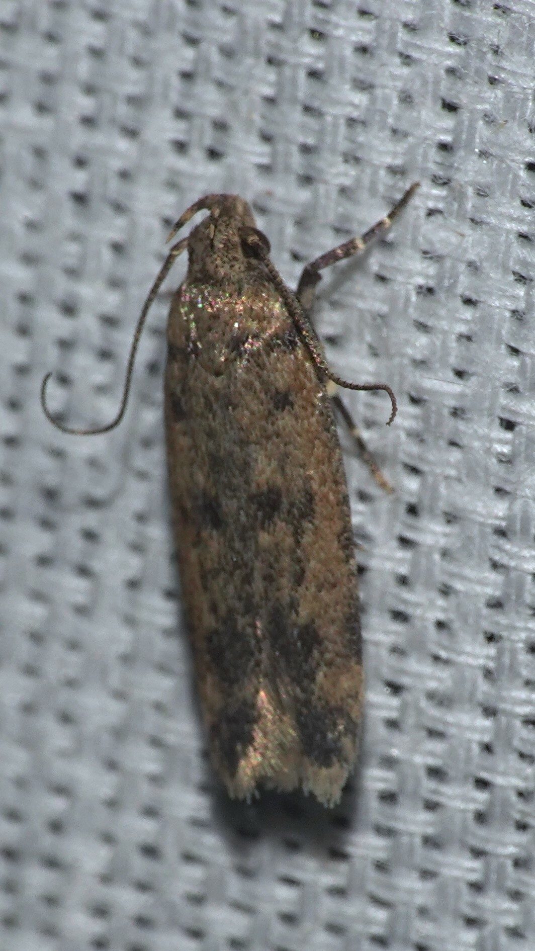 Pectinophora gossypiella