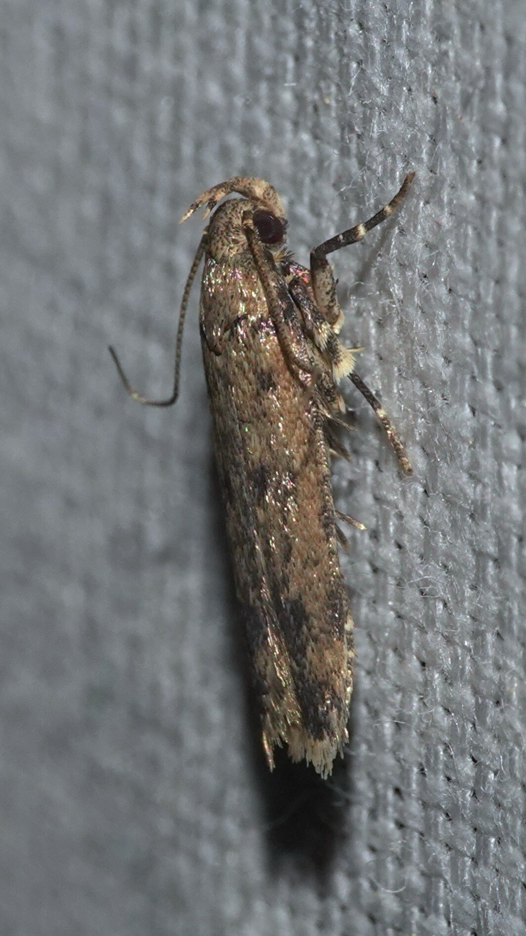 Pectinophora gossypiella