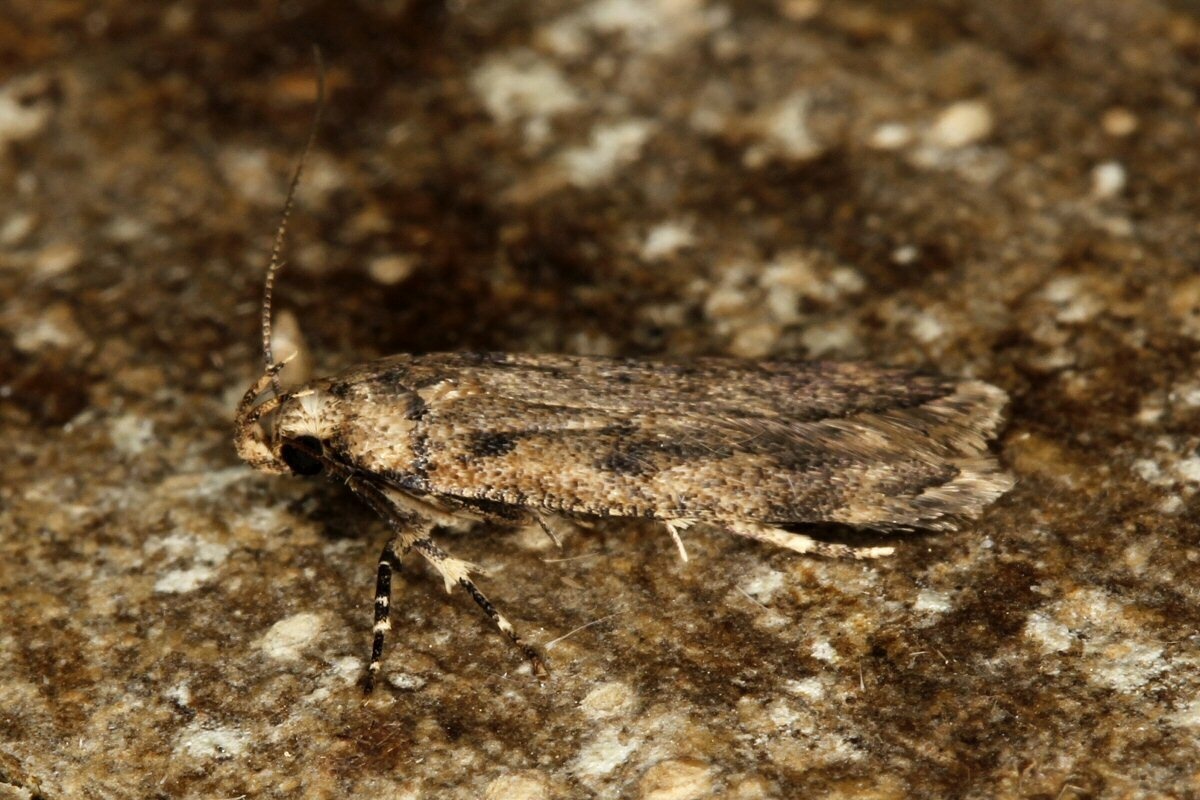 Pectinophora gossypiella