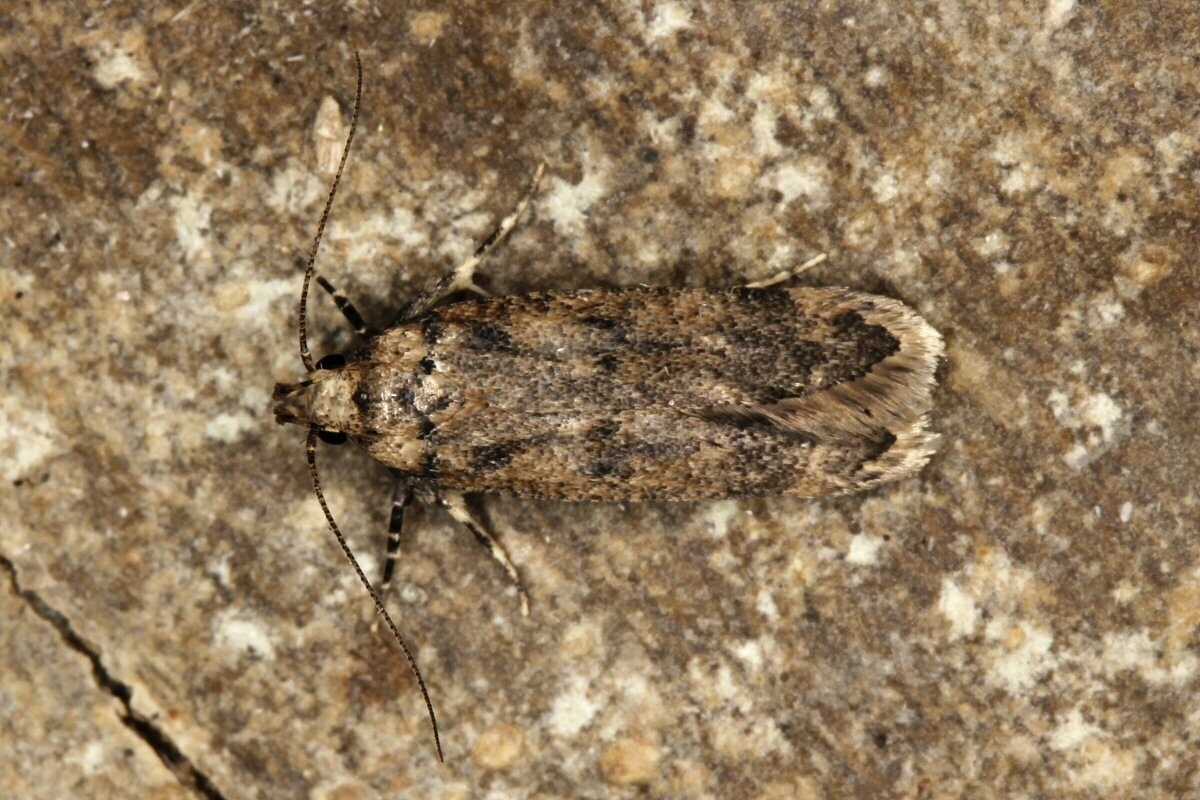 Pectinophora gossypiella