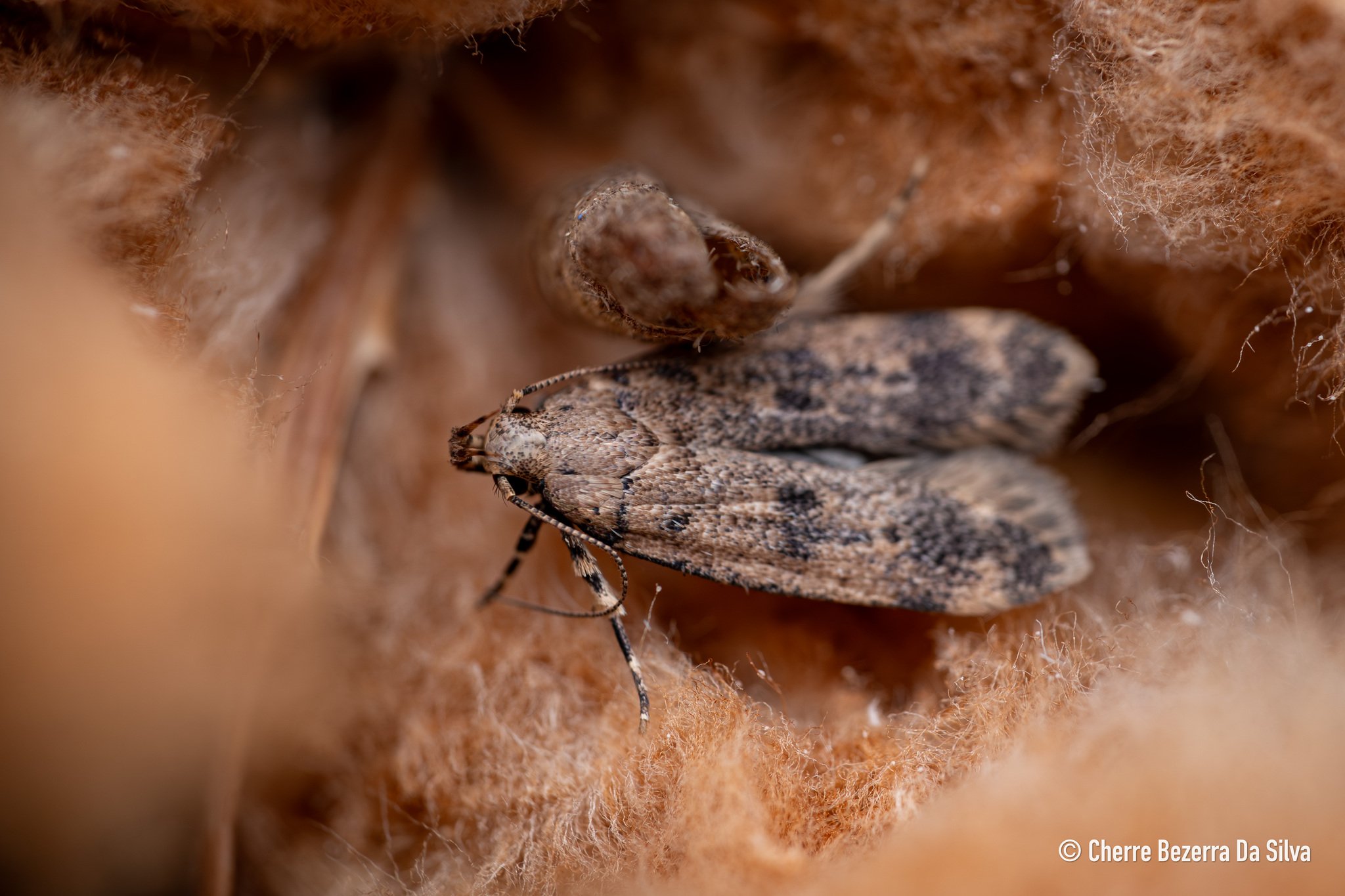 Pectinophora gossypiella