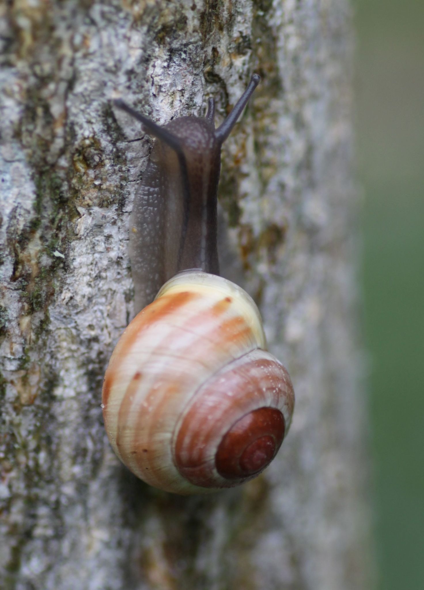 Cepaea hortensis