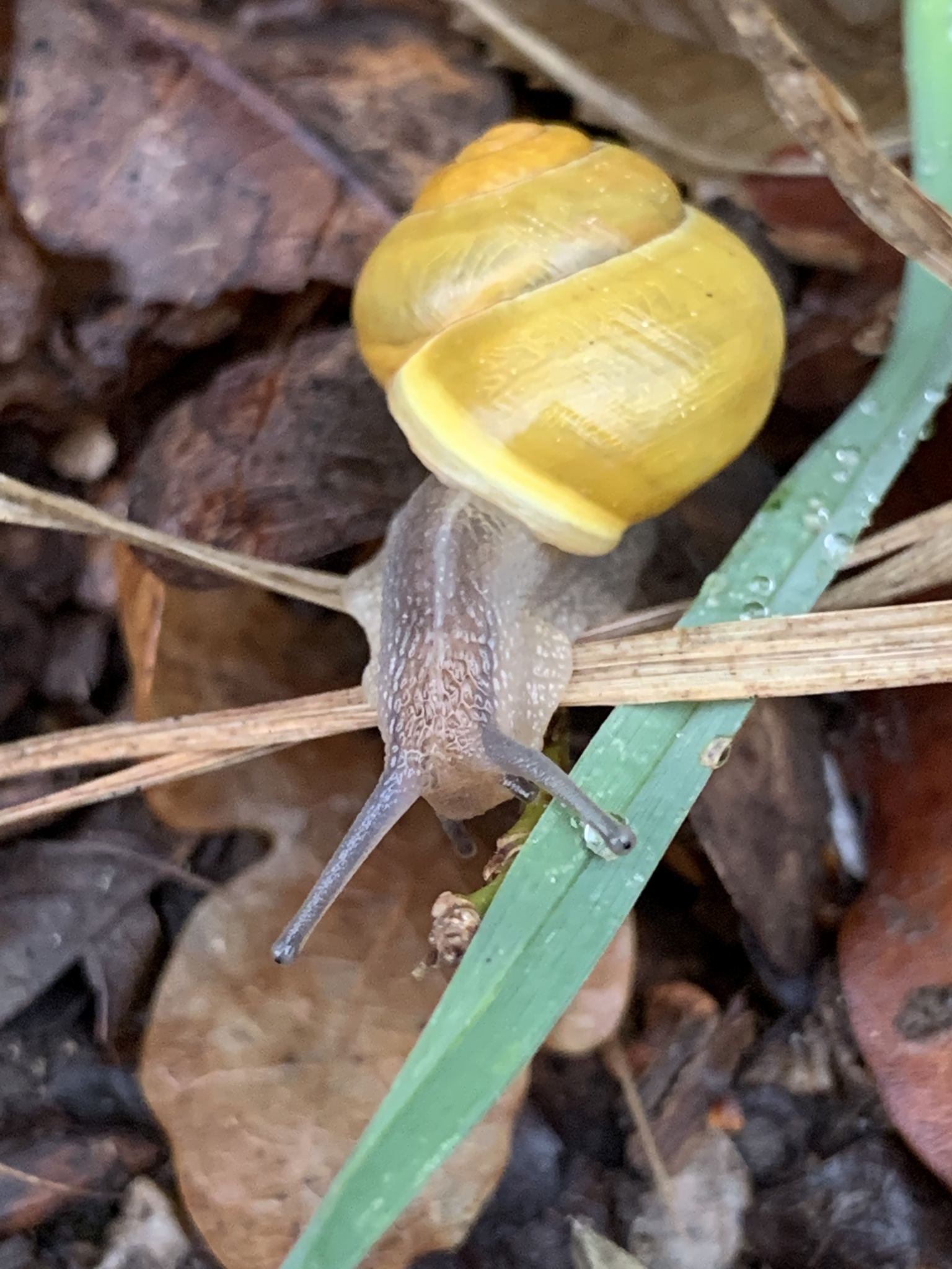 Cepaea hortensis