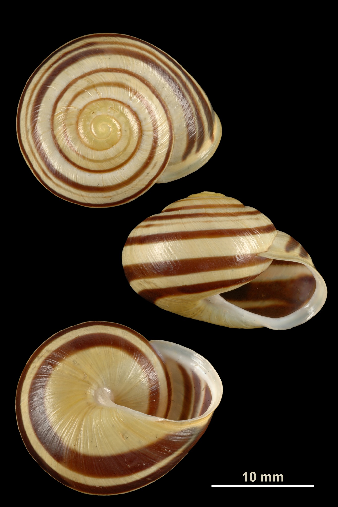 Cepaea hortensis