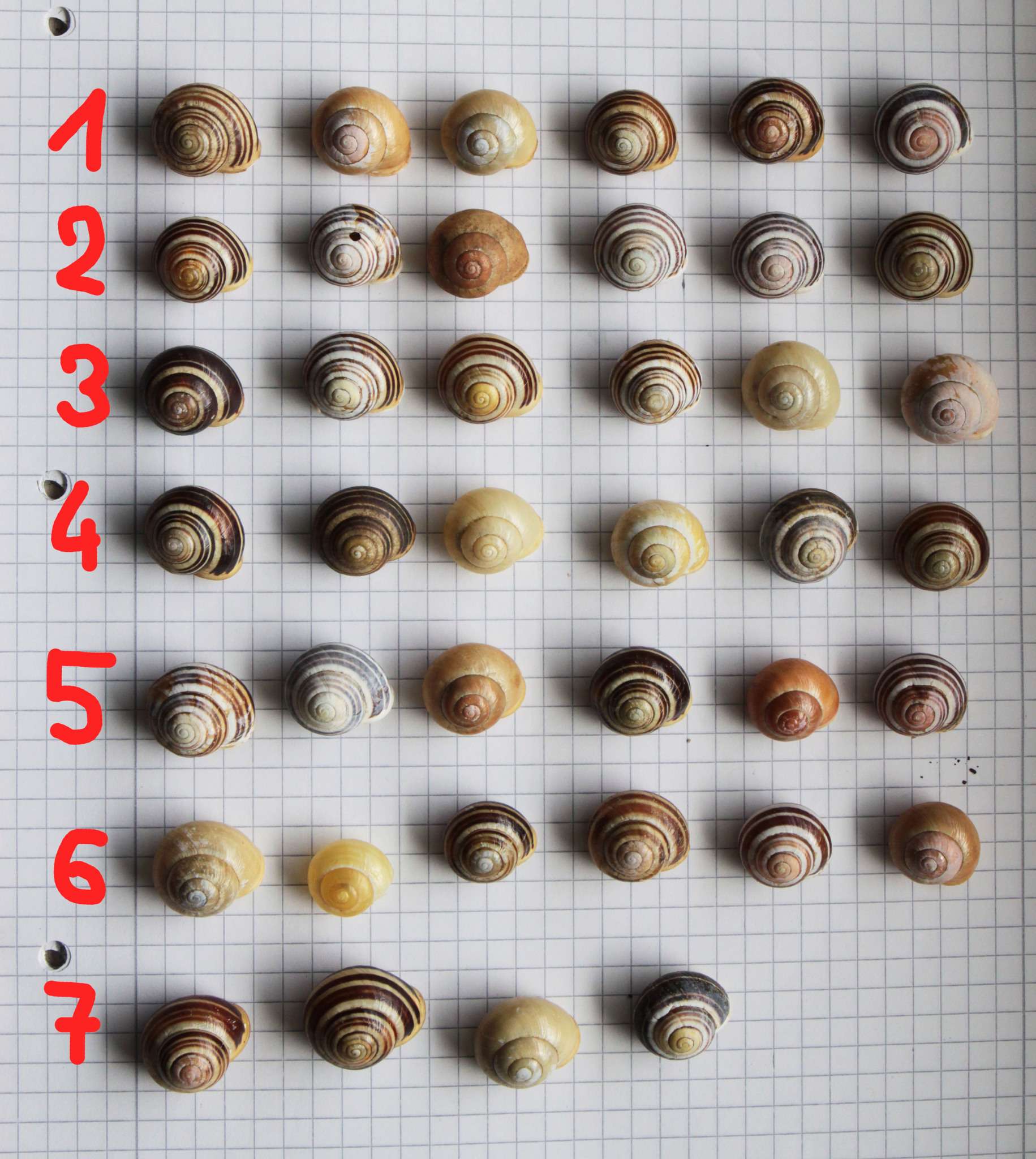 Cepaea hortensis