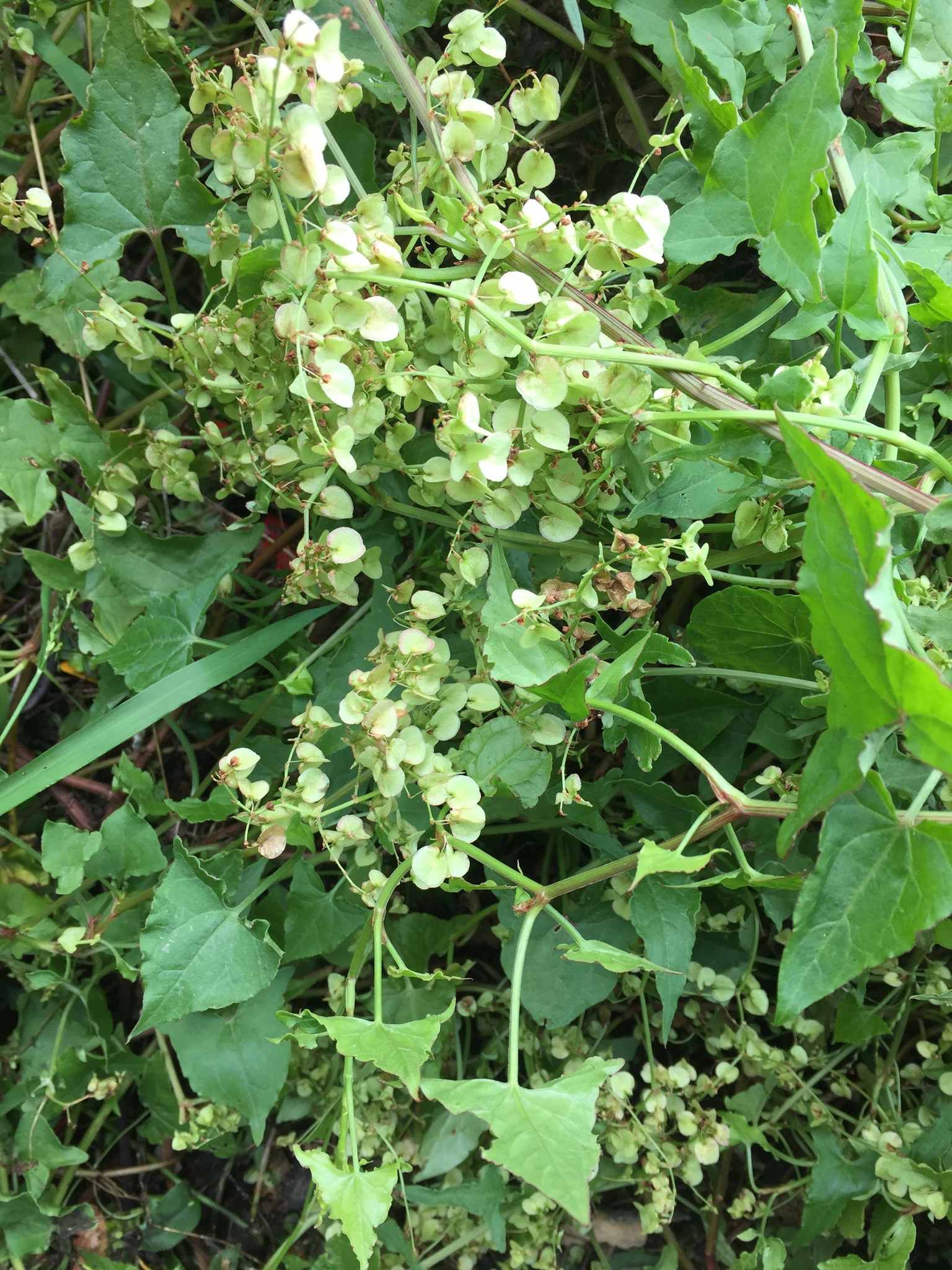 Rumex sagittatus