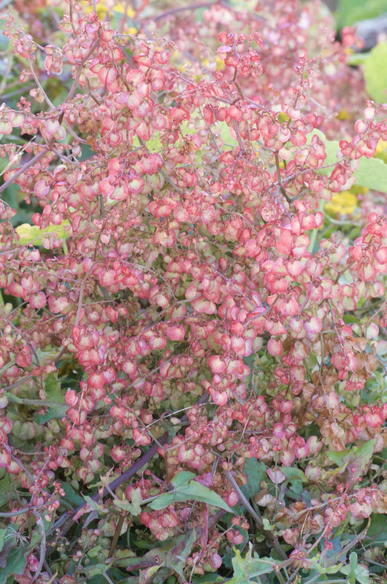 Rumex sagittatus