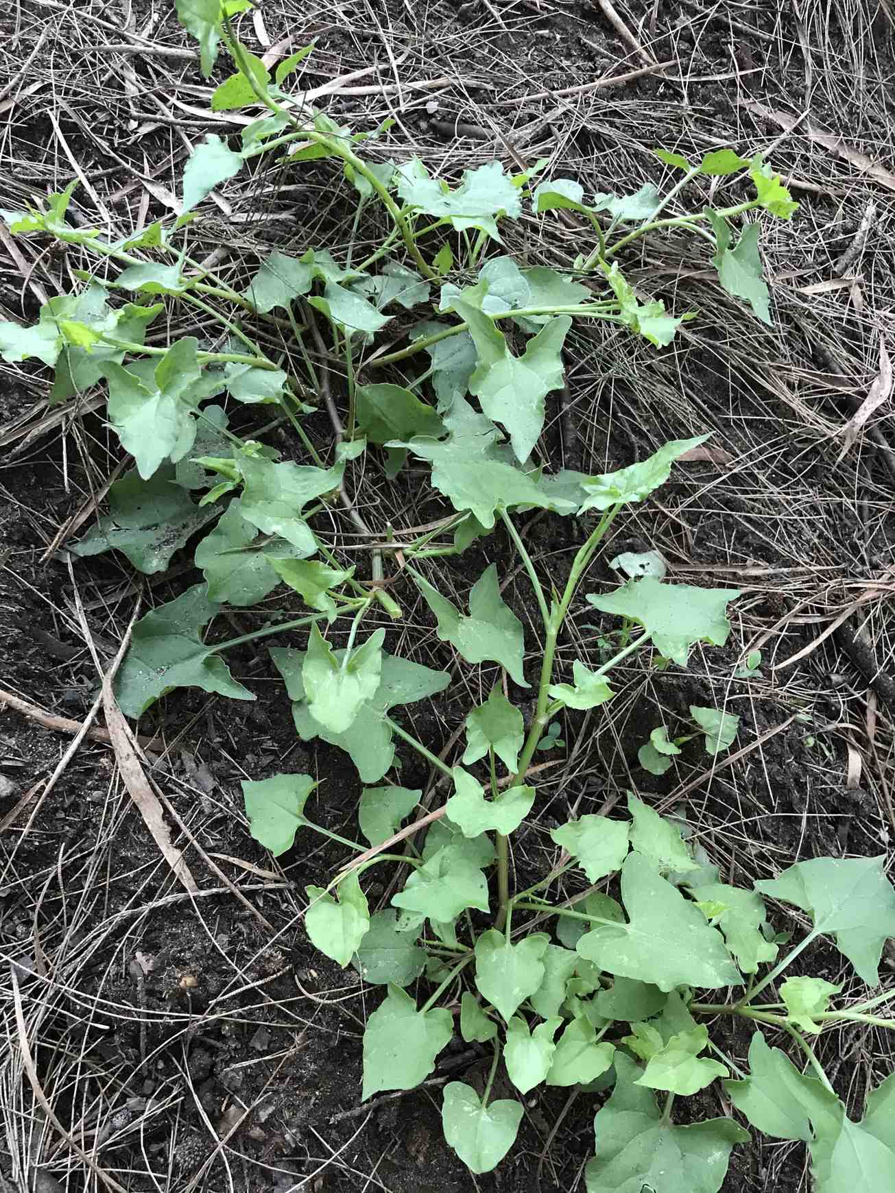 Rumex sagittatus