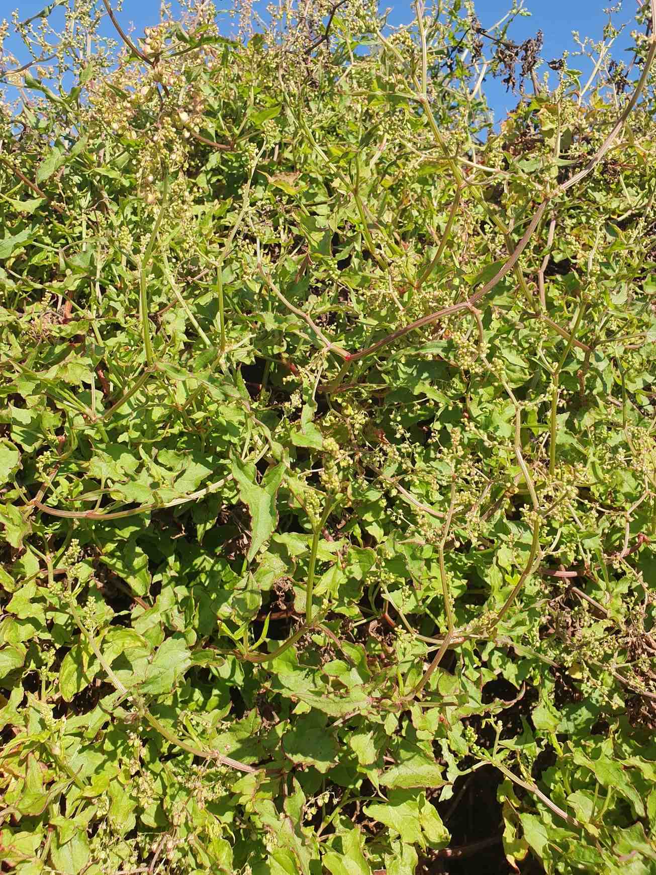 Rumex sagittatus