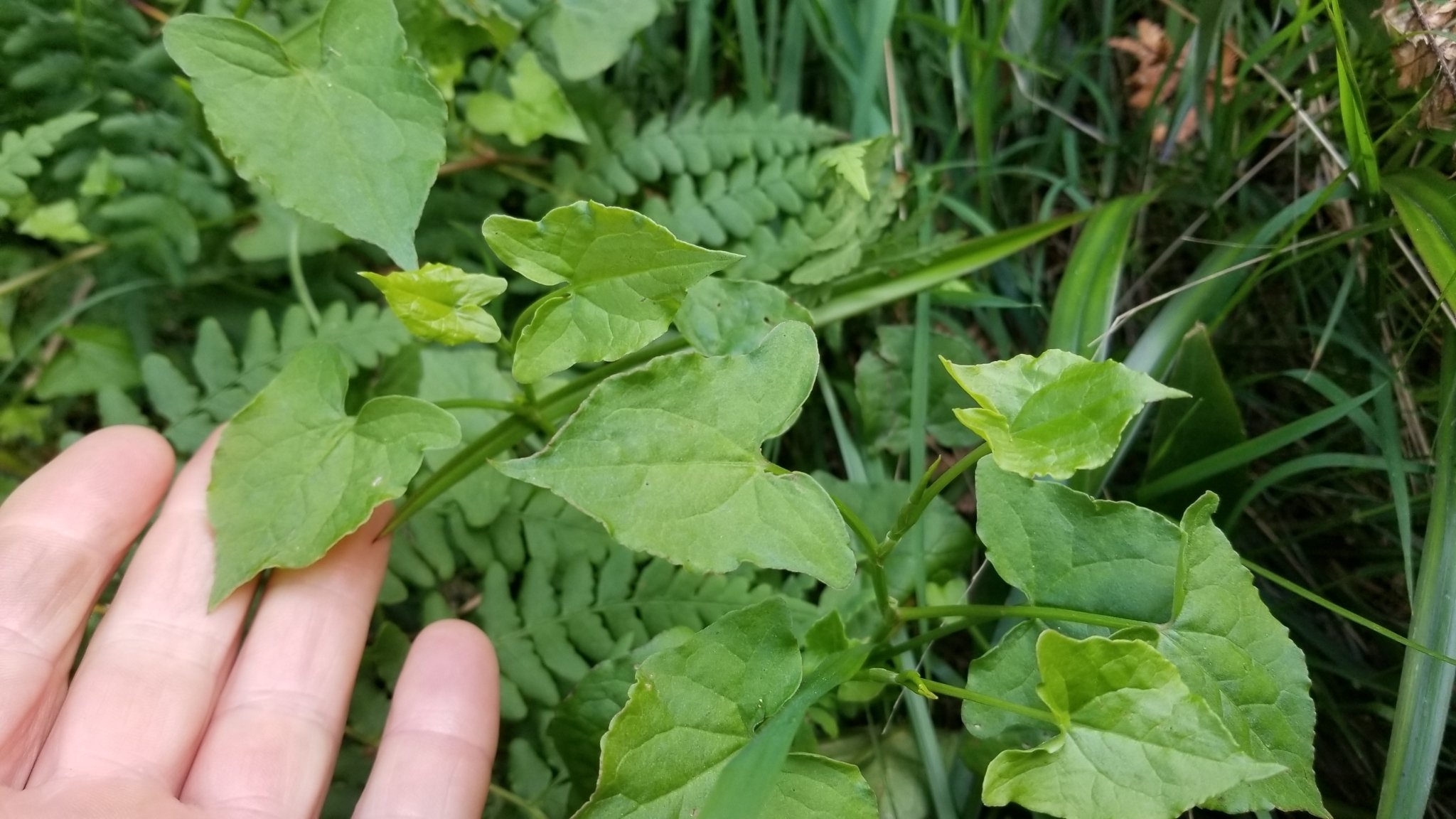 Rumex sagittatus