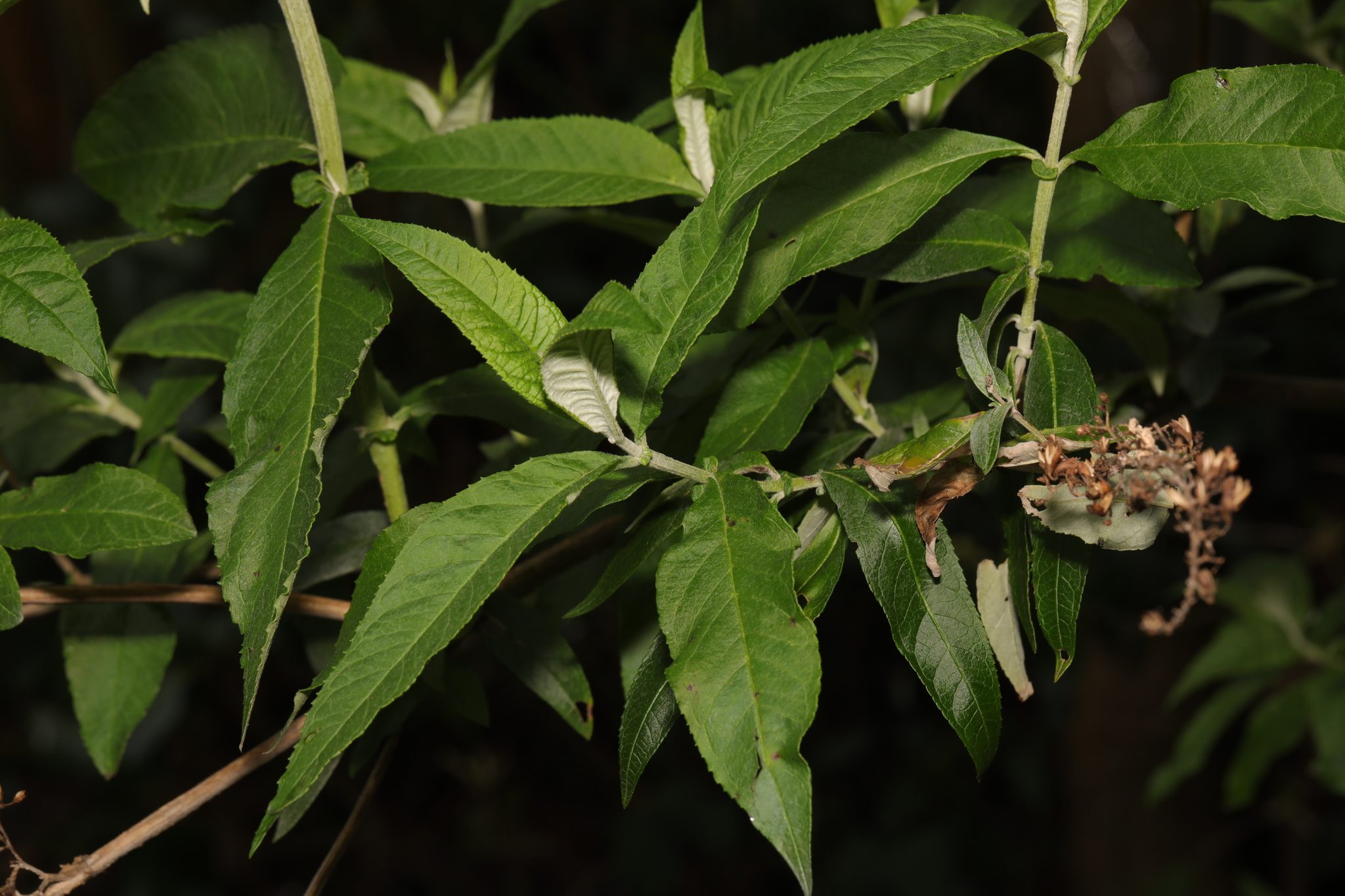 Buddleja davidii