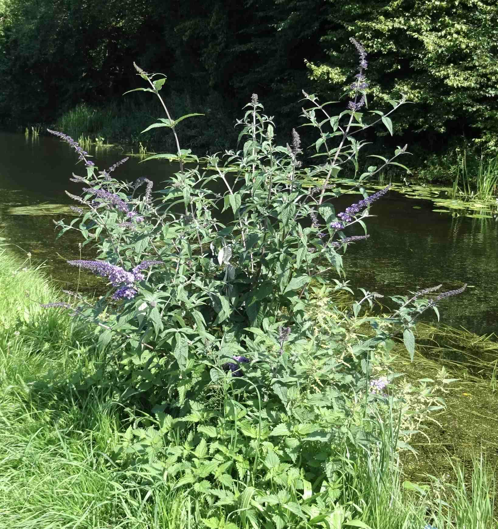 Buddleja davidii