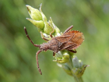 Coriomeris denticulatus