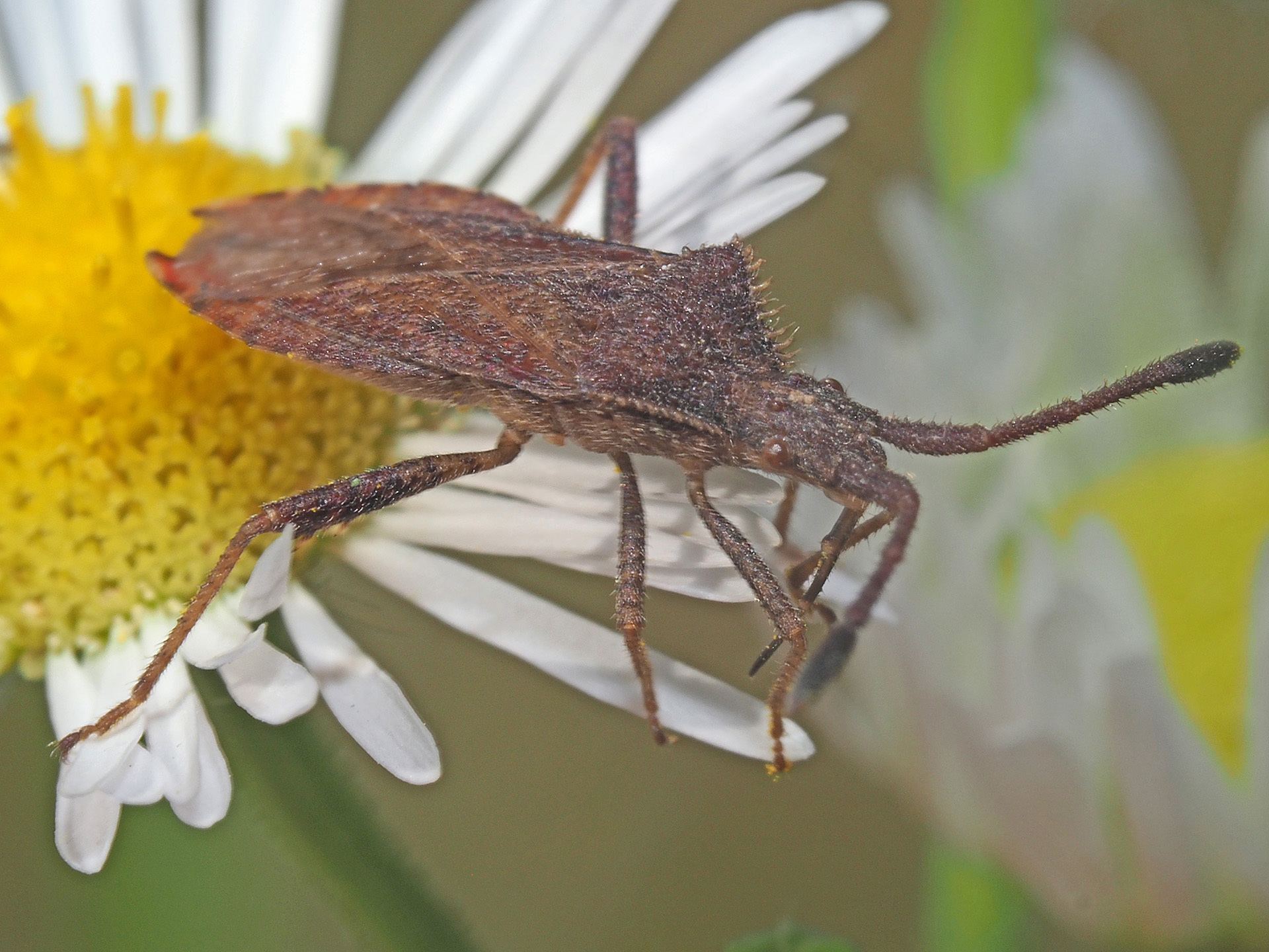 Coriomeris denticulatus