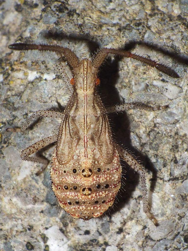 Coriomeris denticulatus