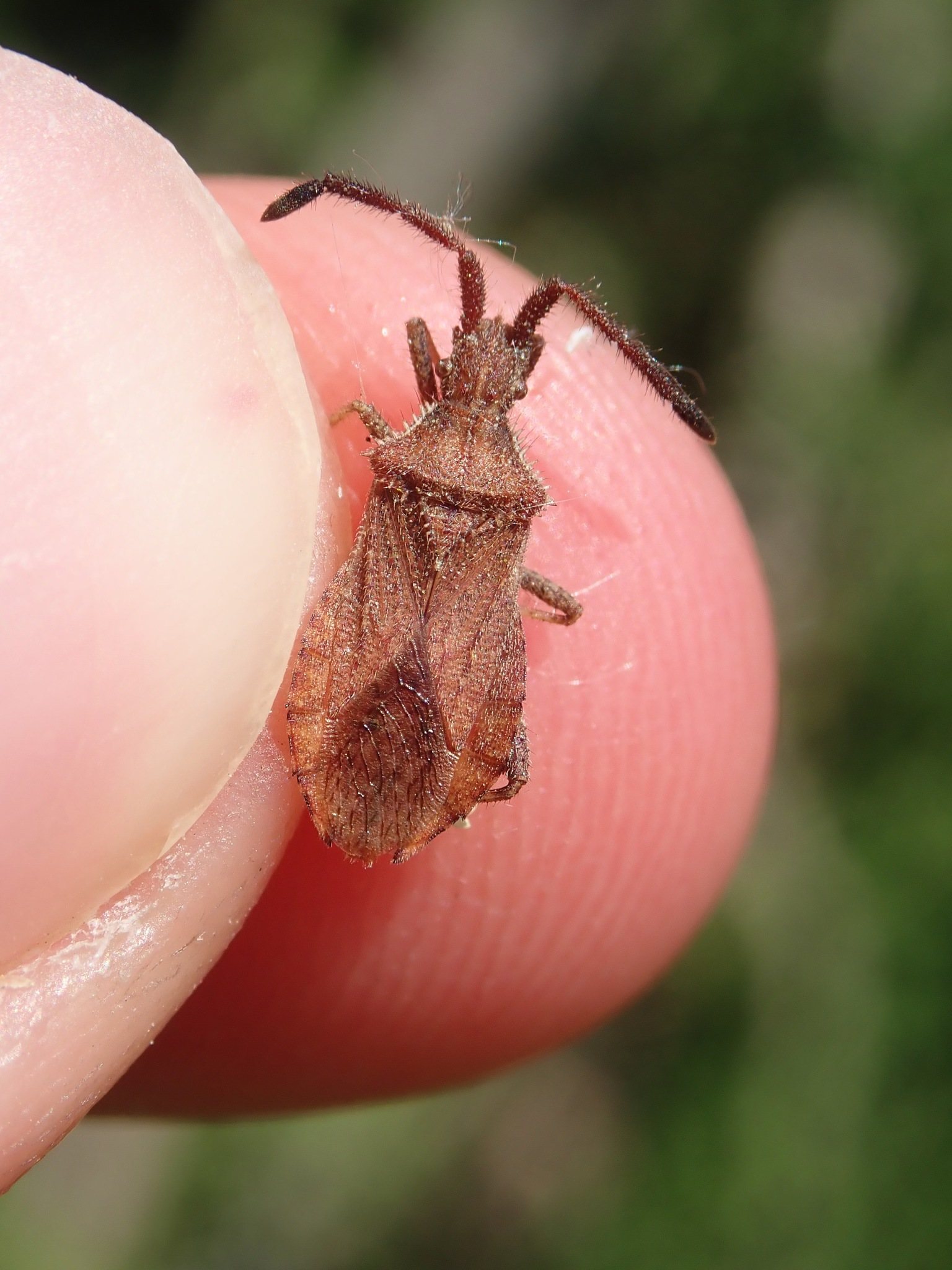 Coriomeris denticulatus