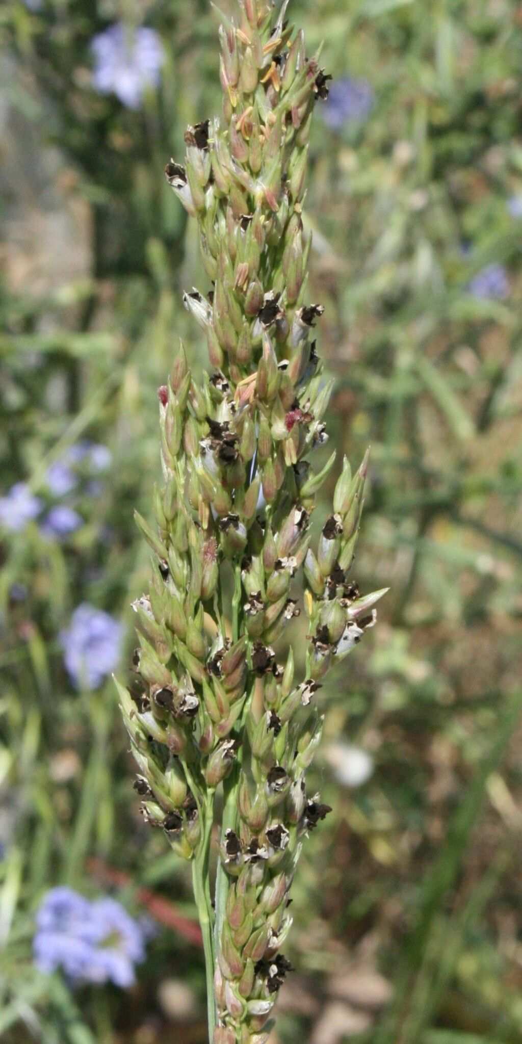 Sporisorium sorghi