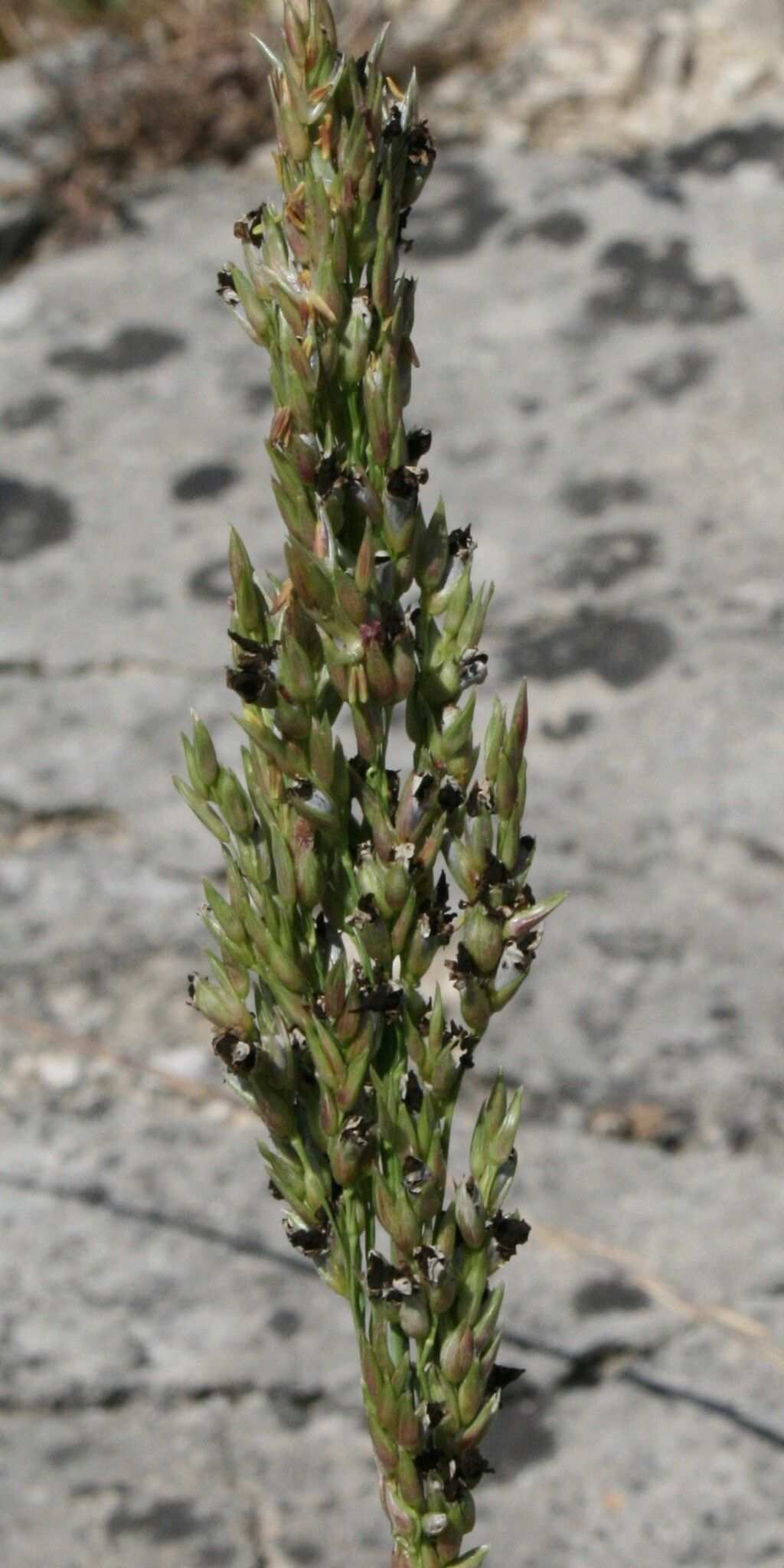 Sporisorium sorghi