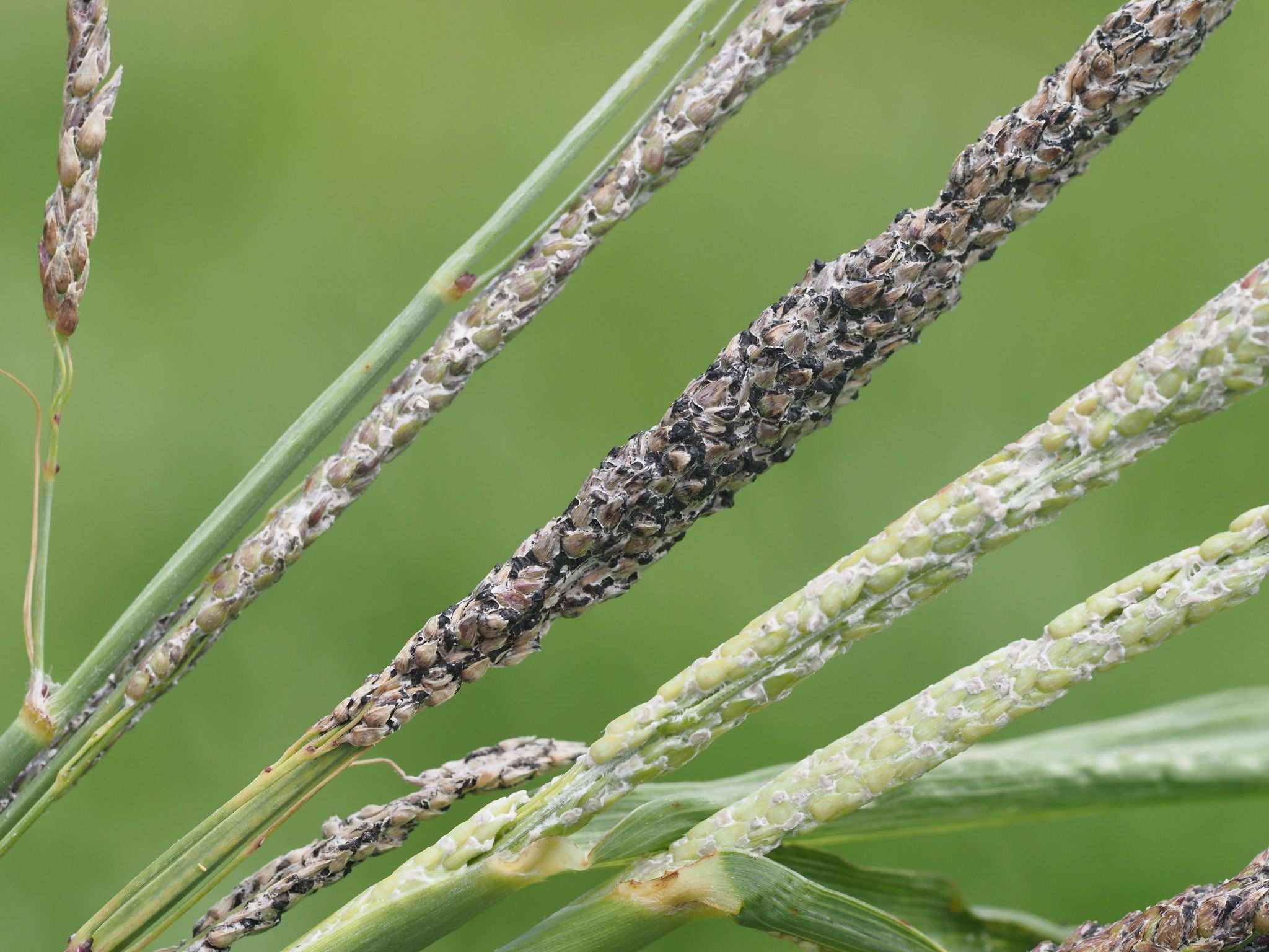 Sporisorium sorghi