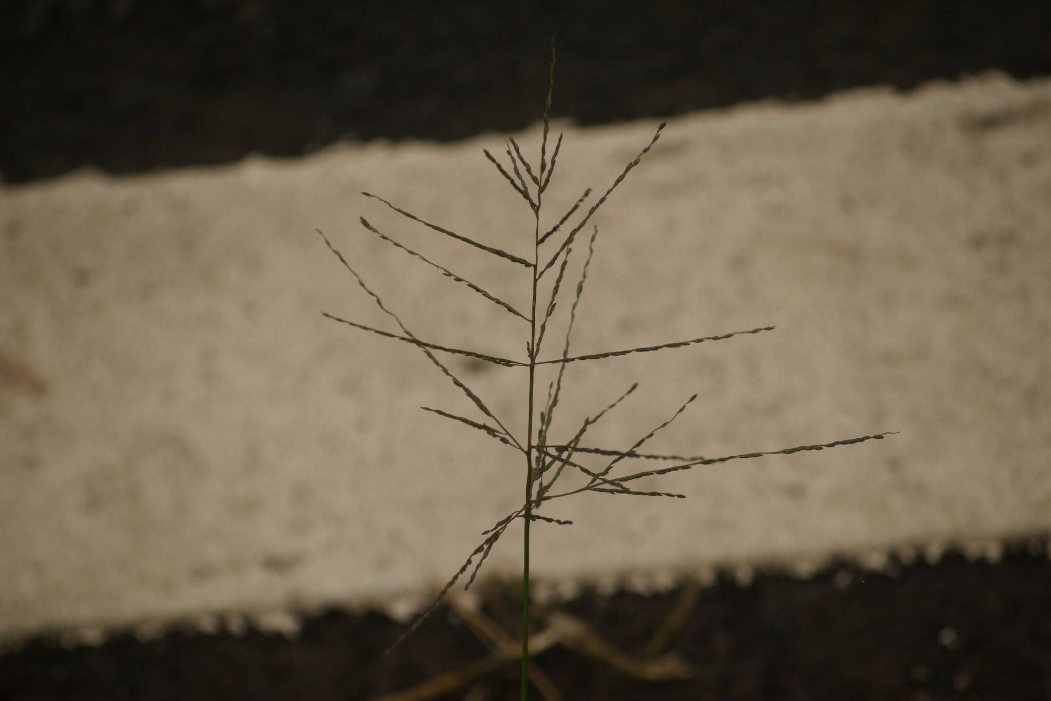 Digitaria velutina