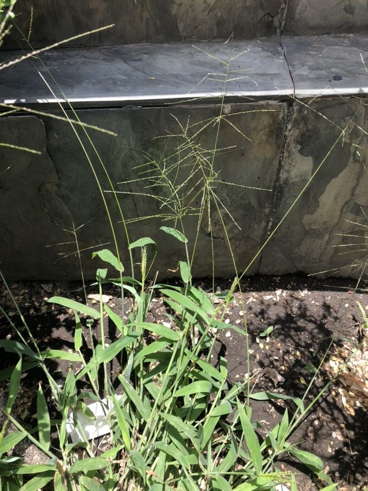 Digitaria velutina