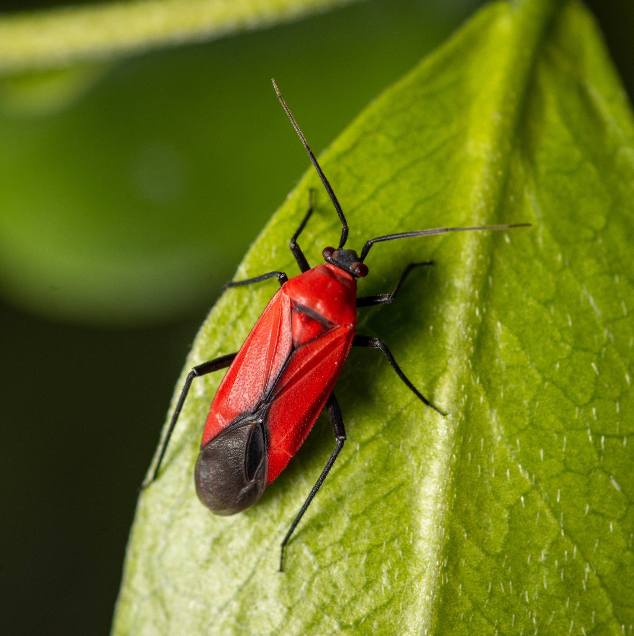 Lopidea
