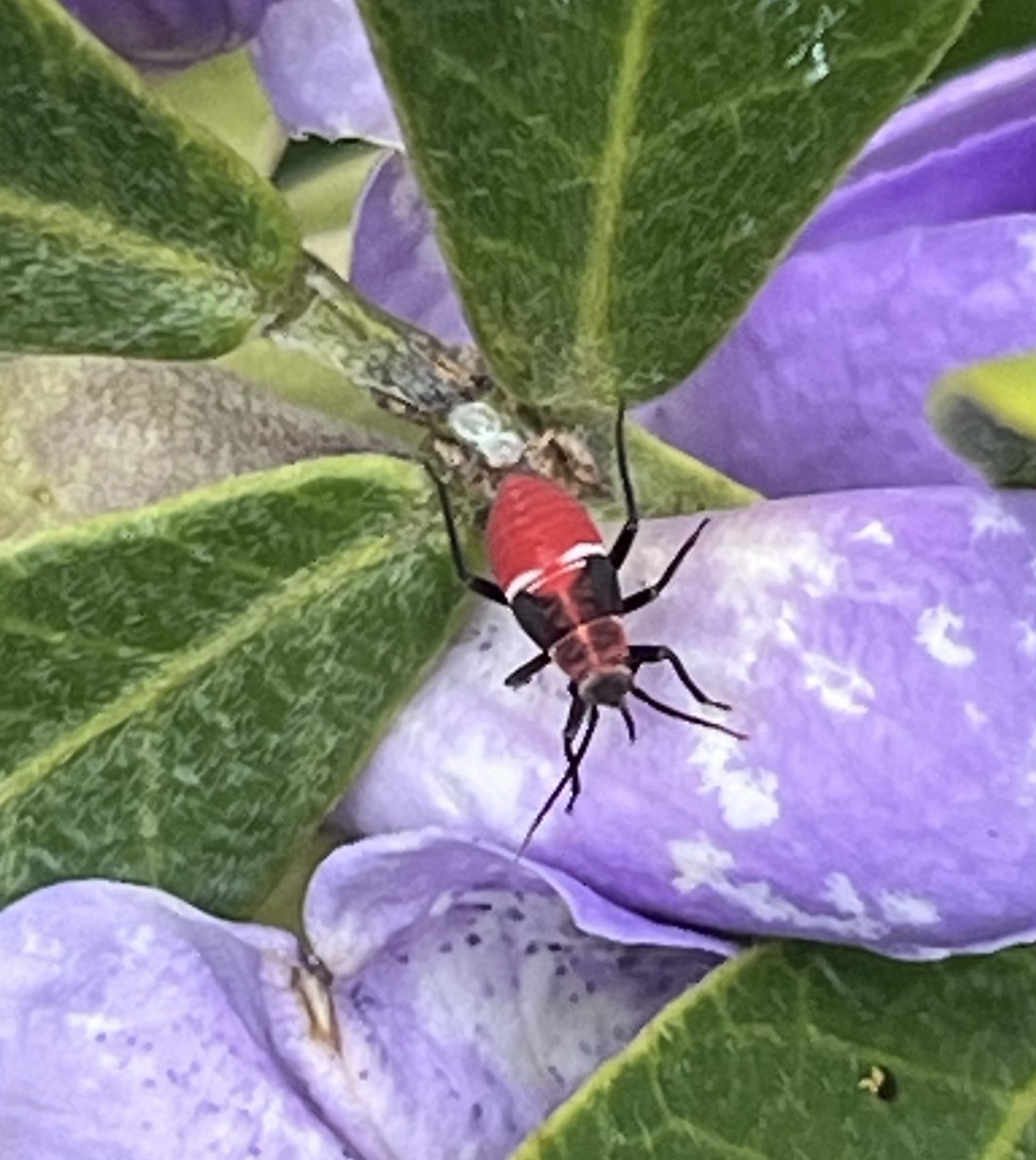 Lopidea