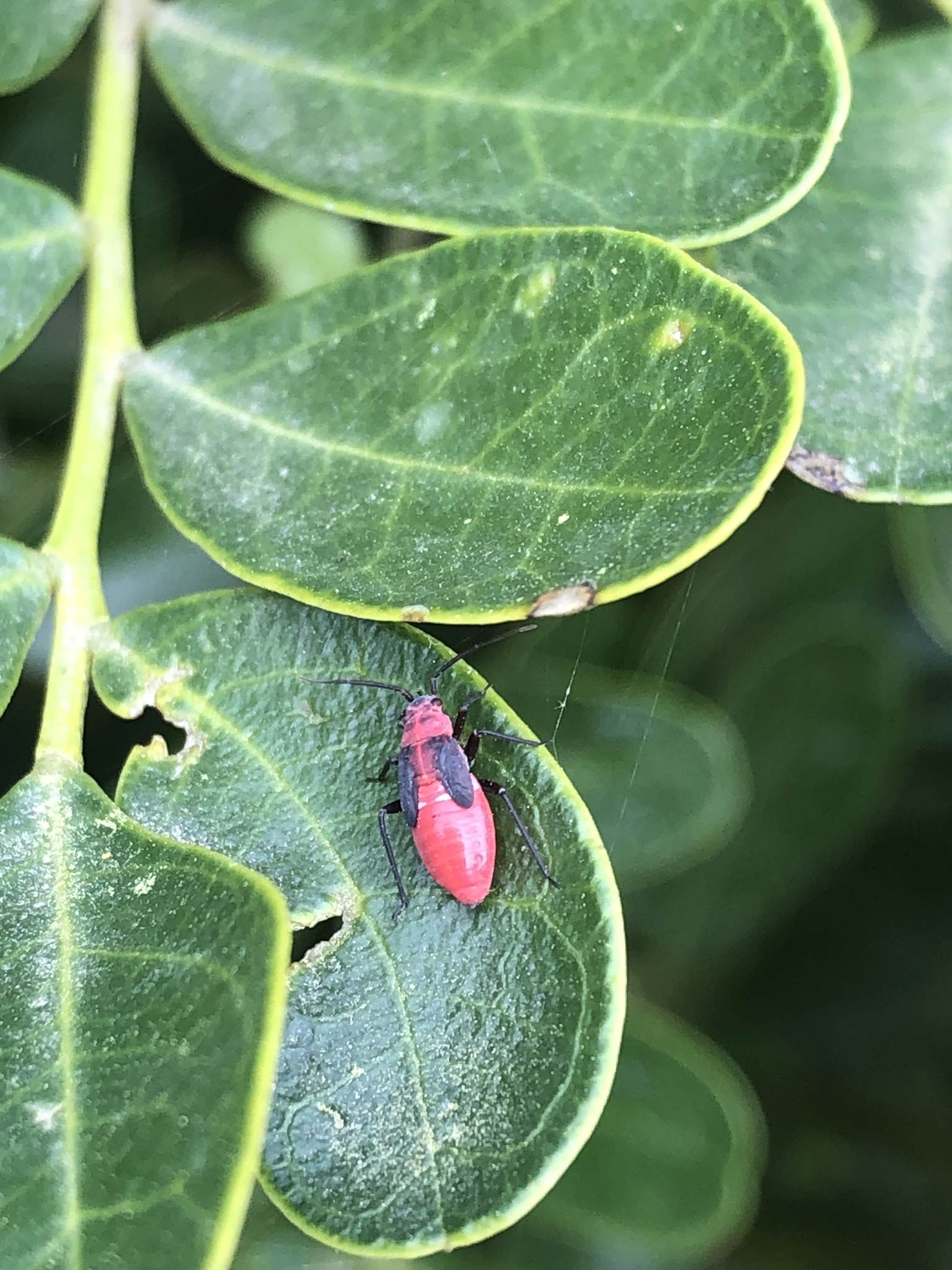 Lopidea