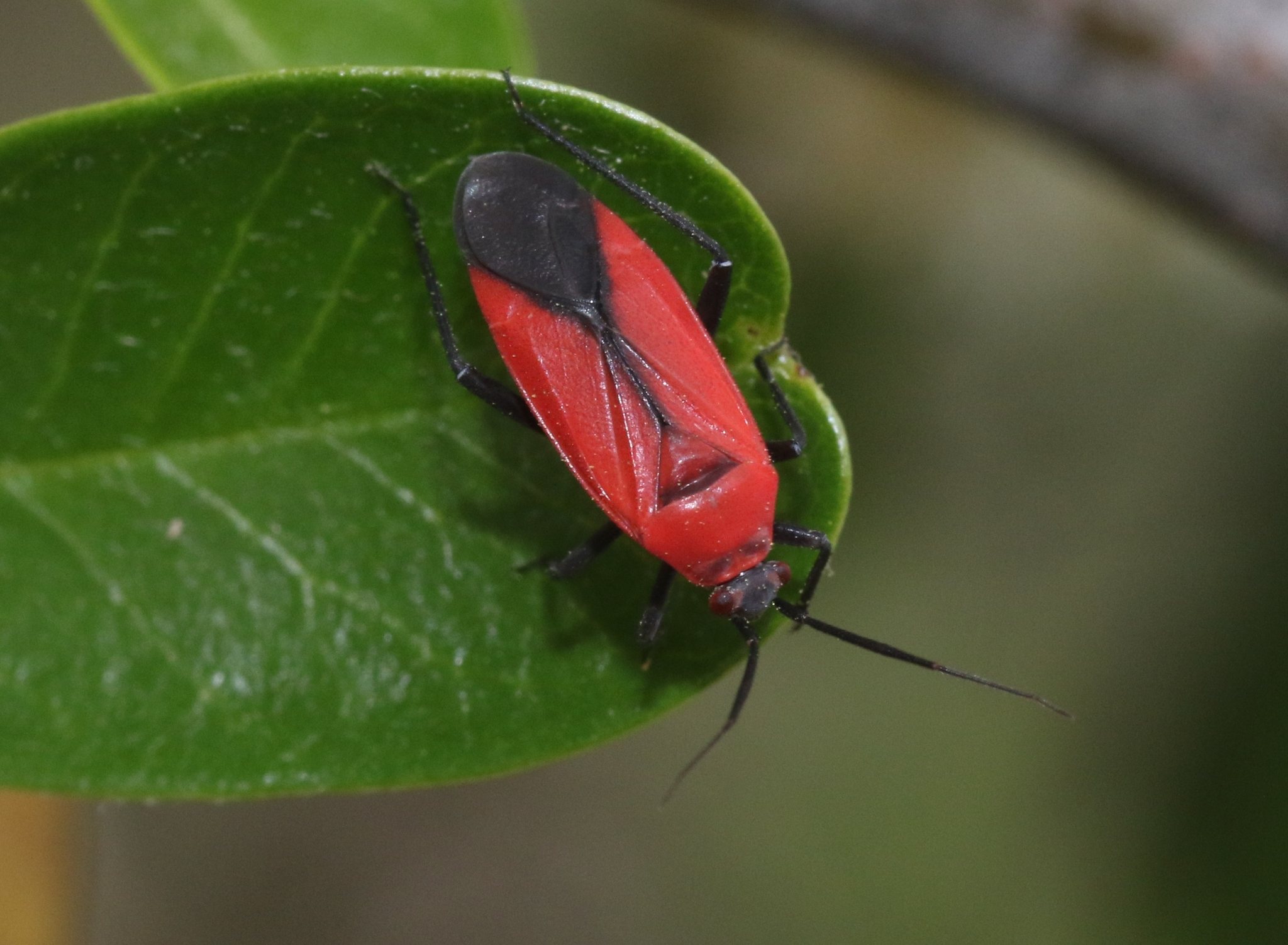 Lopidea