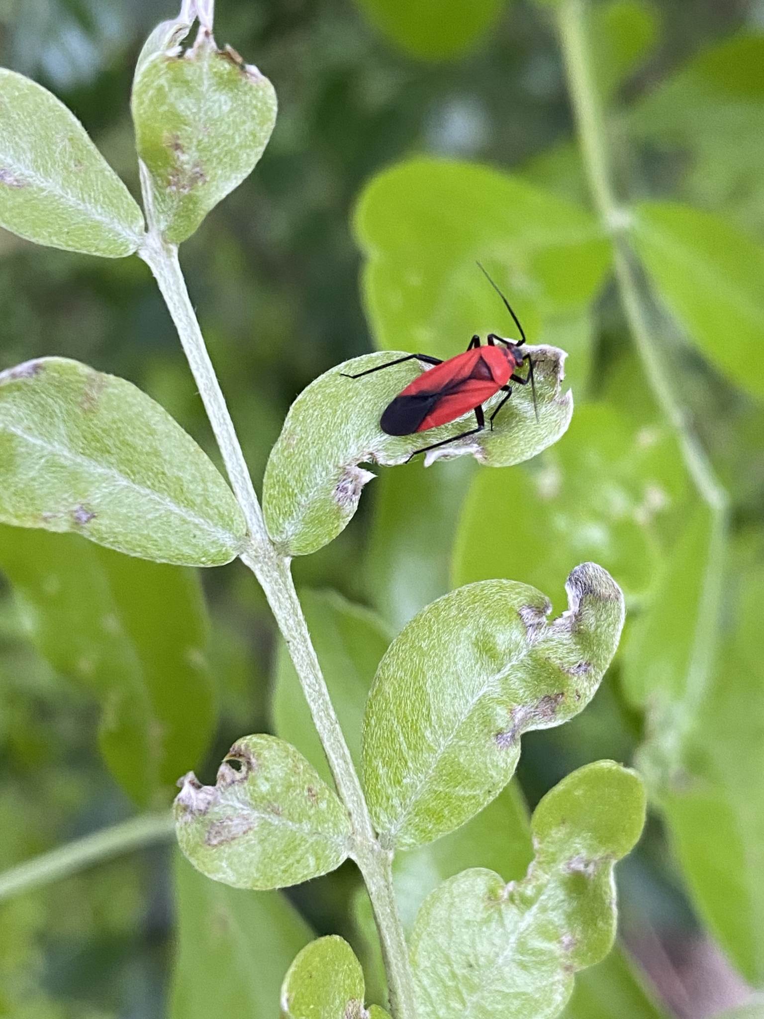 Lopidea