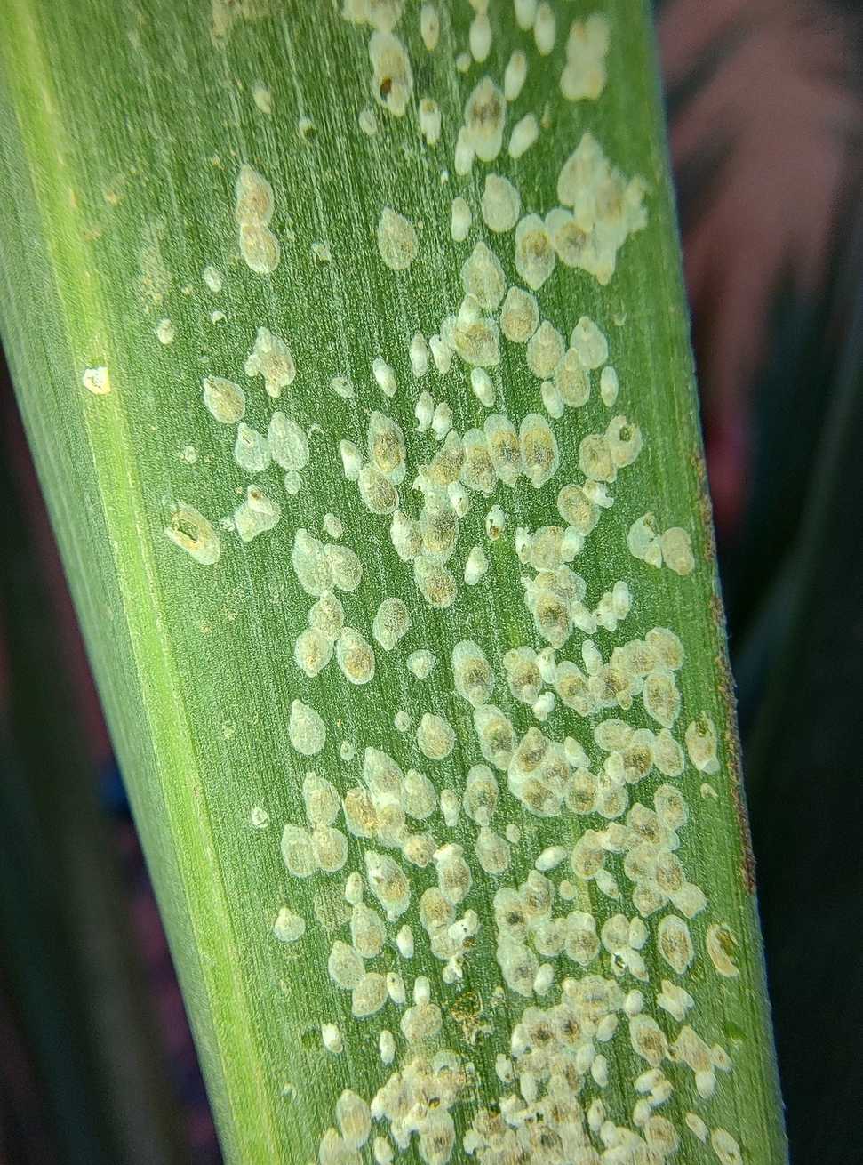 Parlatoria blanchardi
