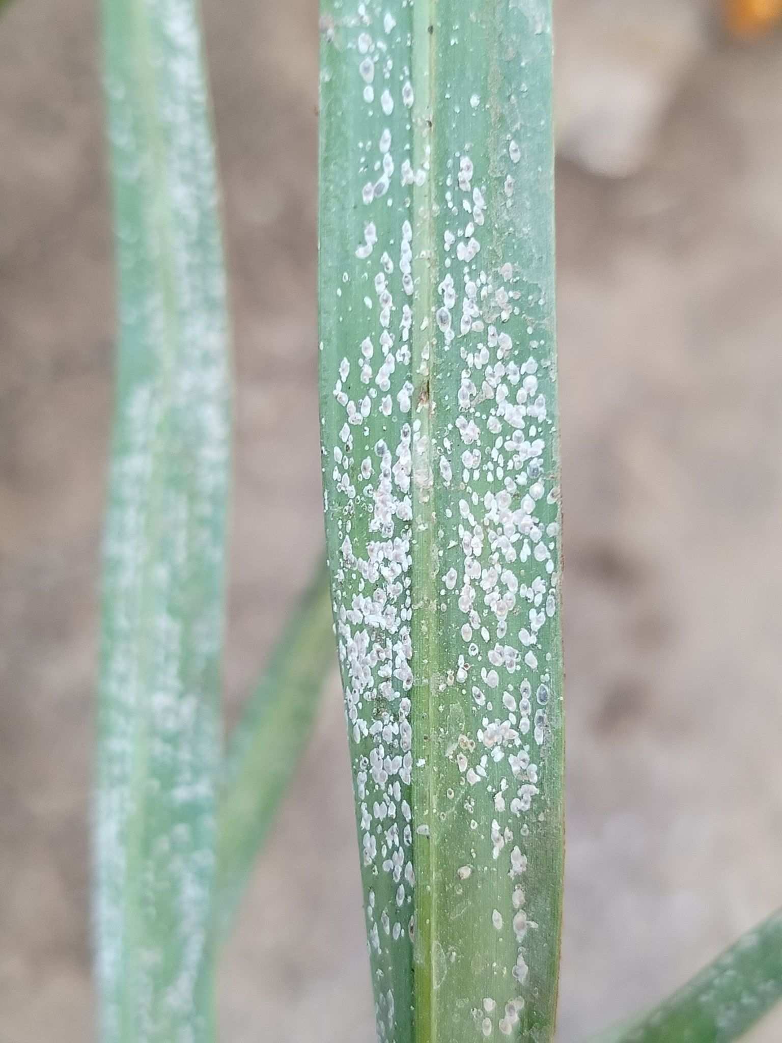 Parlatoria blanchardi