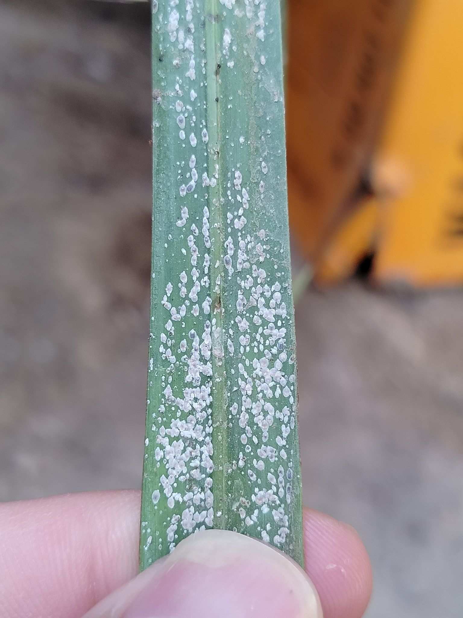 Parlatoria blanchardi