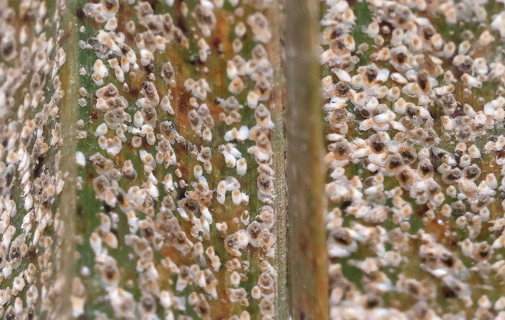 Parlatoria blanchardi