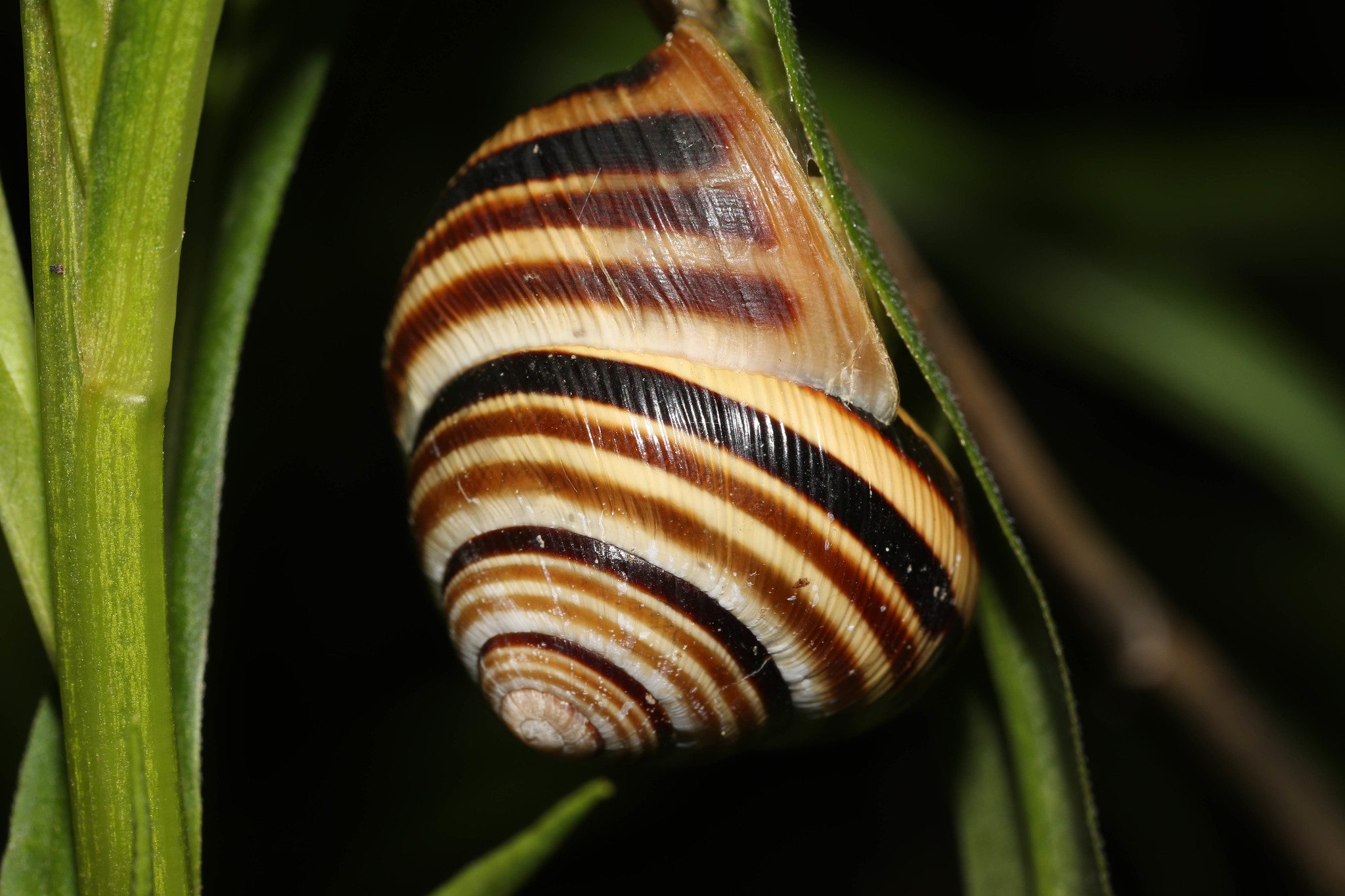 Caucasotachea vindobonensis
