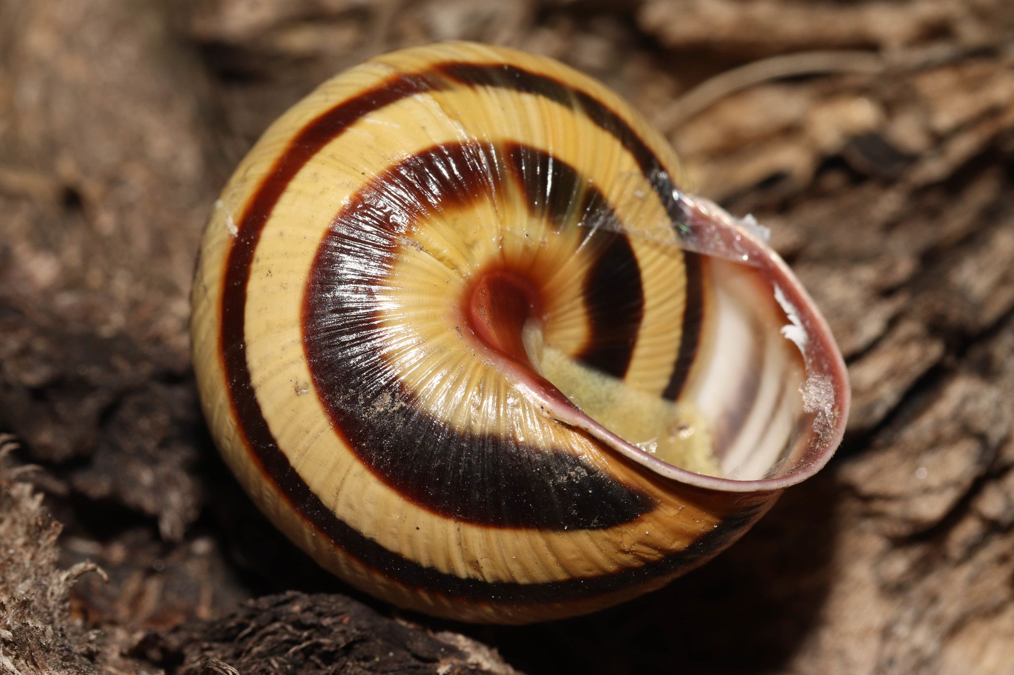 Caucasotachea vindobonensis