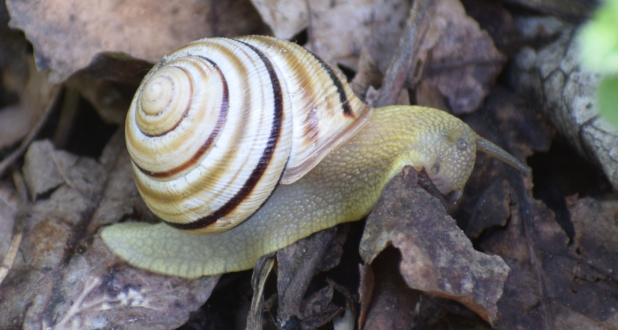 Caucasotachea vindobonensis