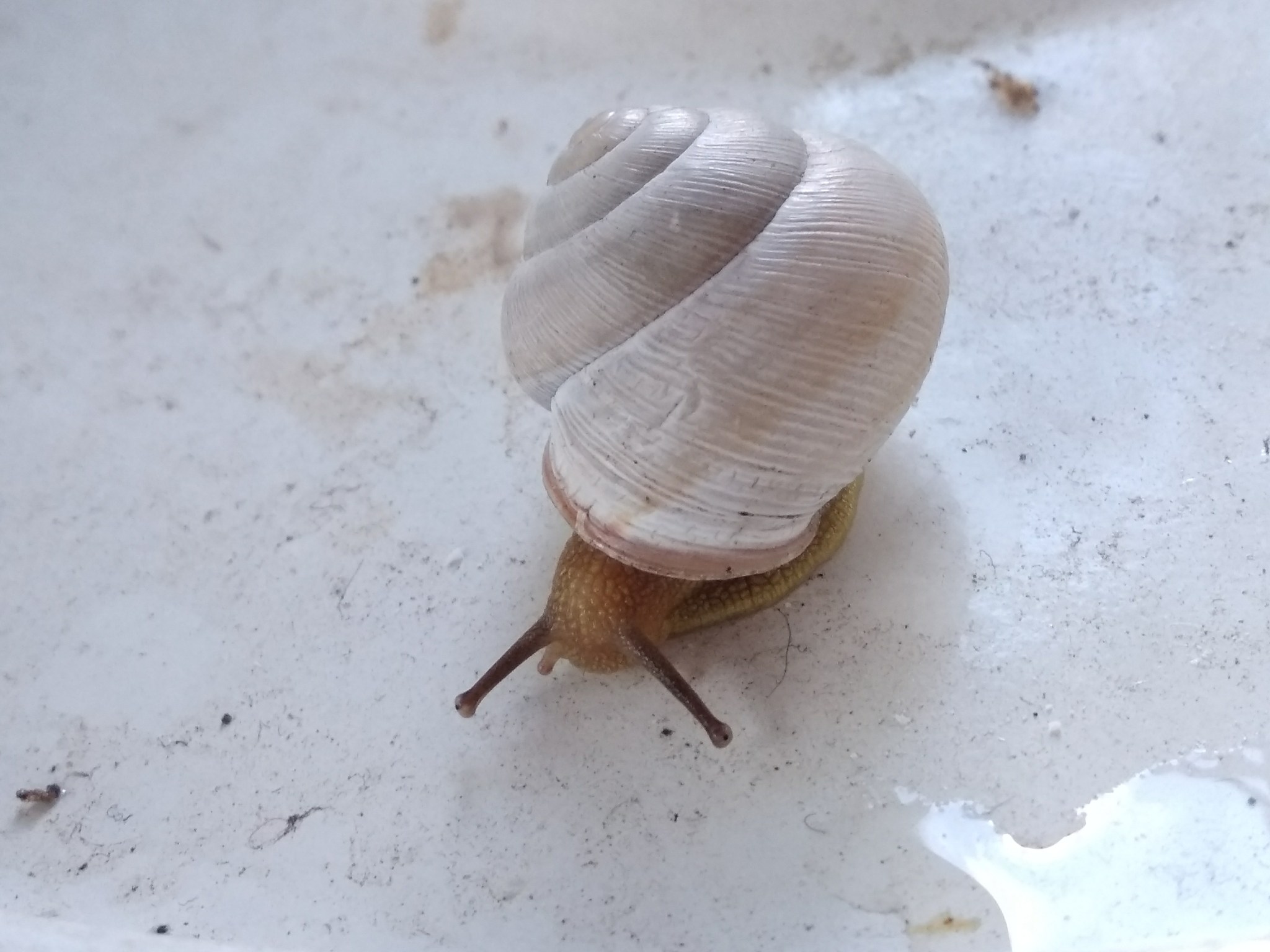 Caucasotachea vindobonensis