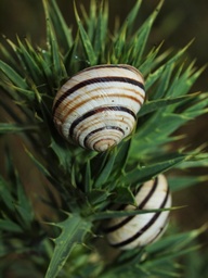 Caucasotachea vindobonensis