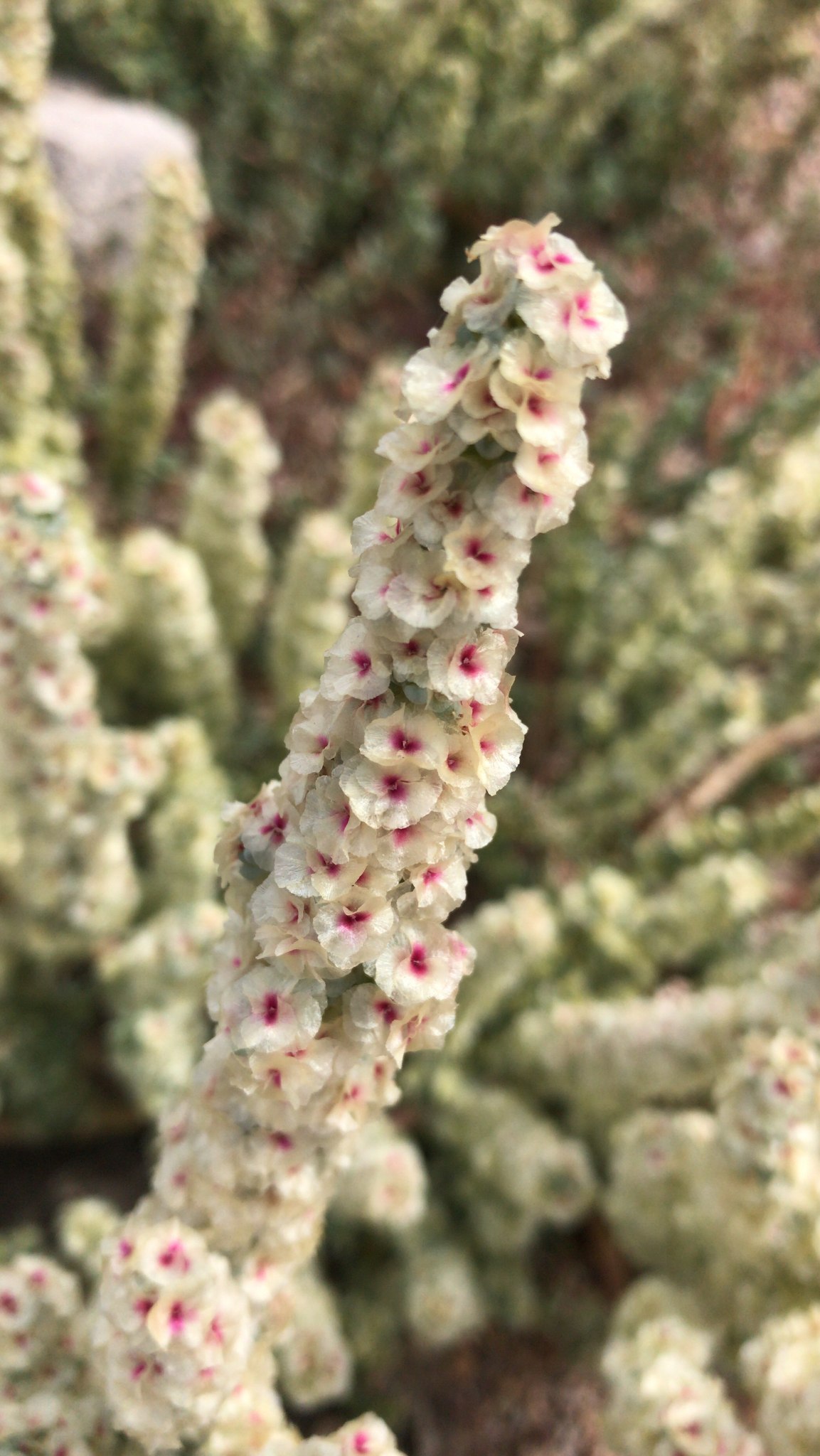 Halogeton glomeratus