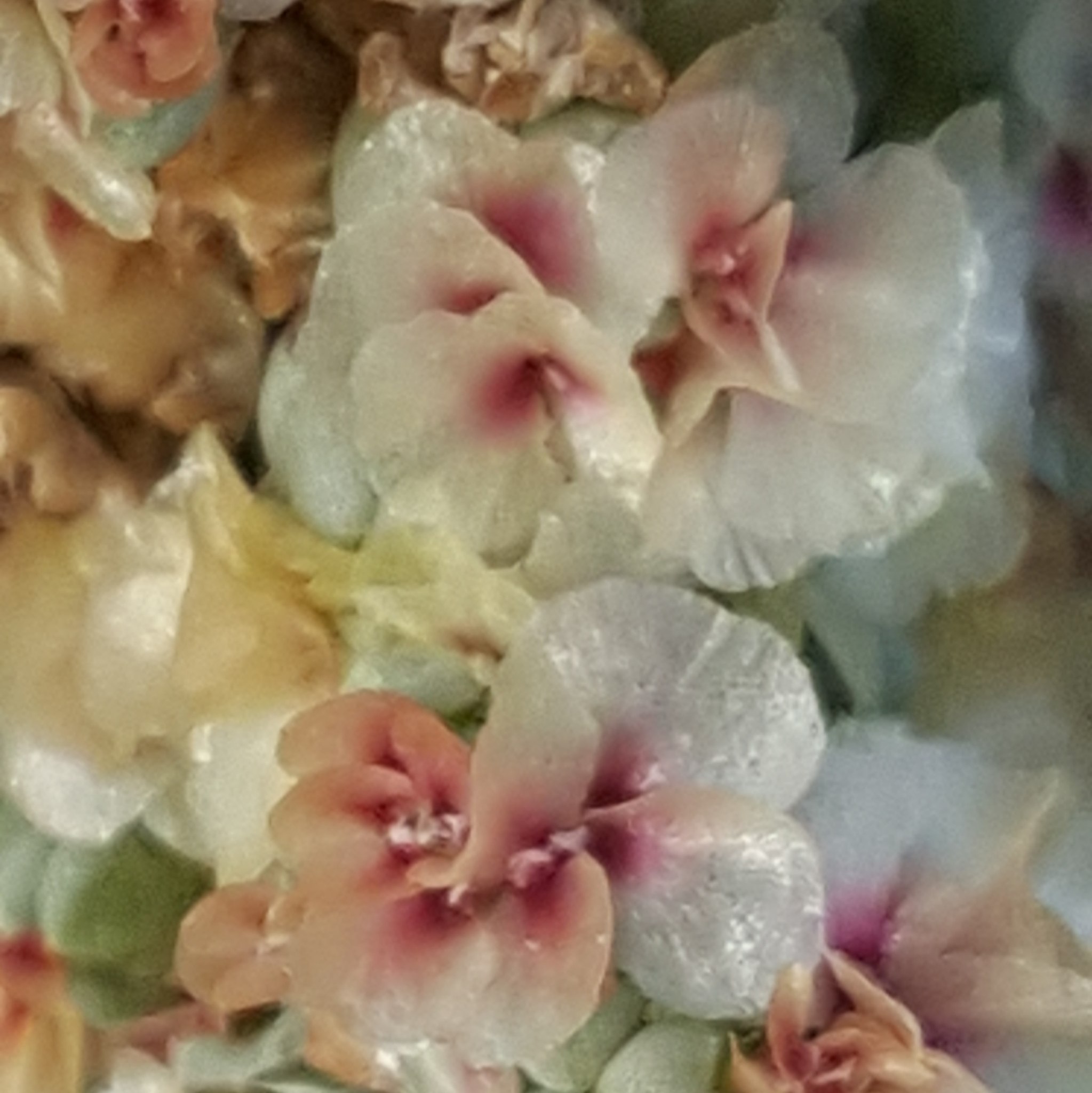 Halogeton glomeratus