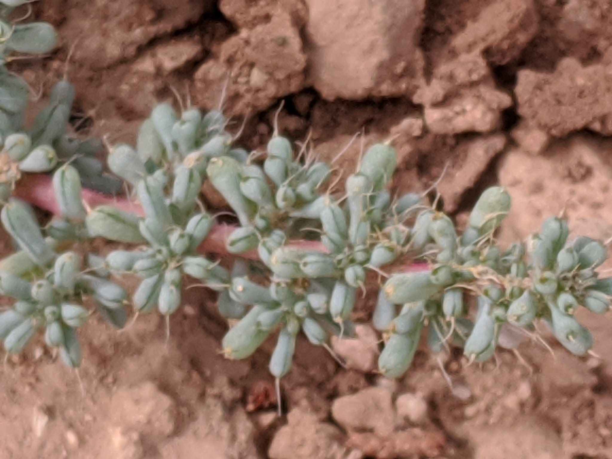 Halogeton glomeratus