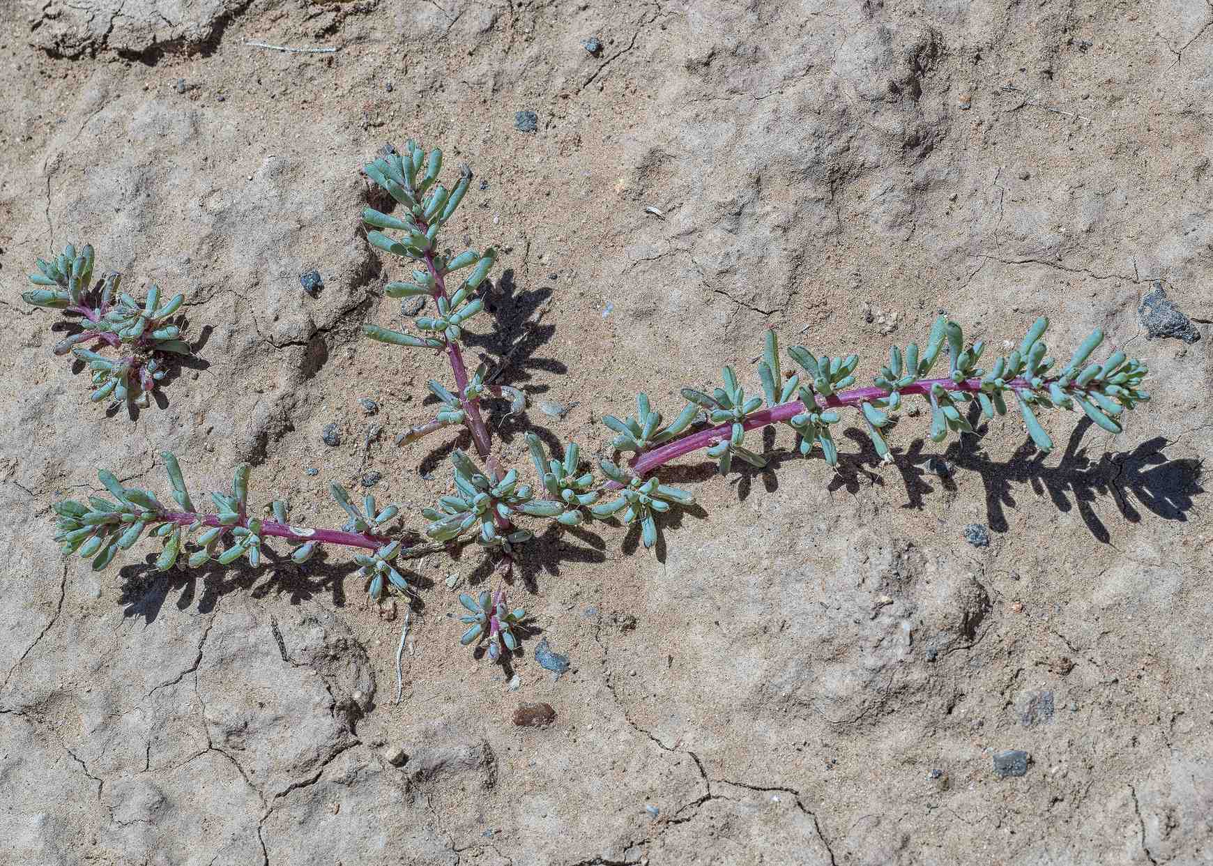 Halogeton glomeratus