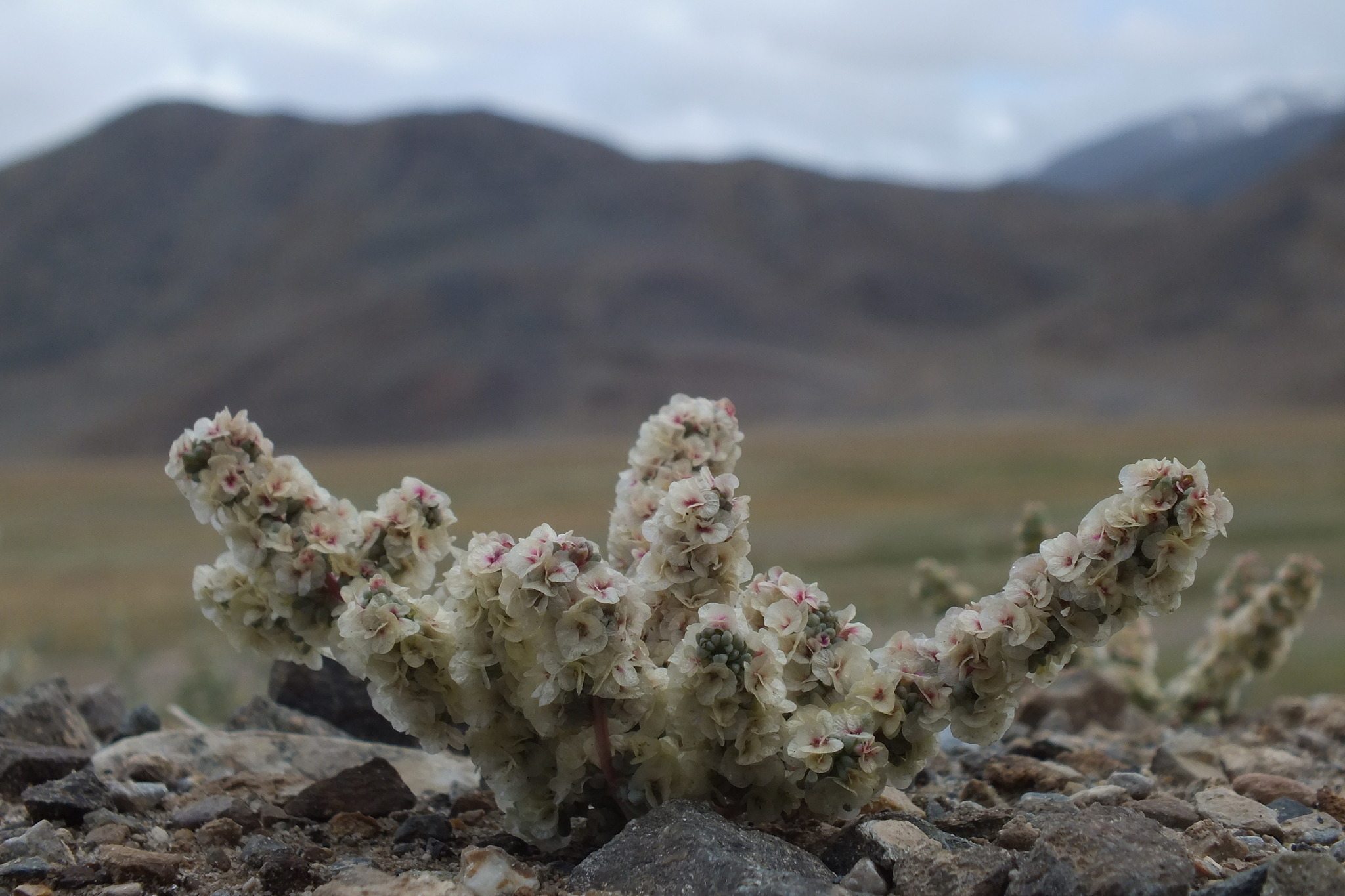 Halogeton glomeratus