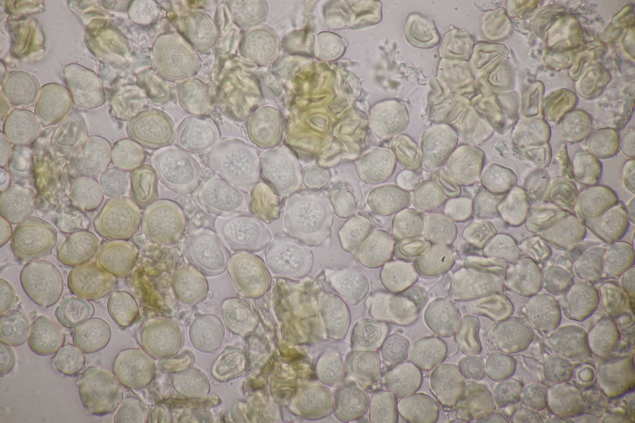 Entyloma eryngii