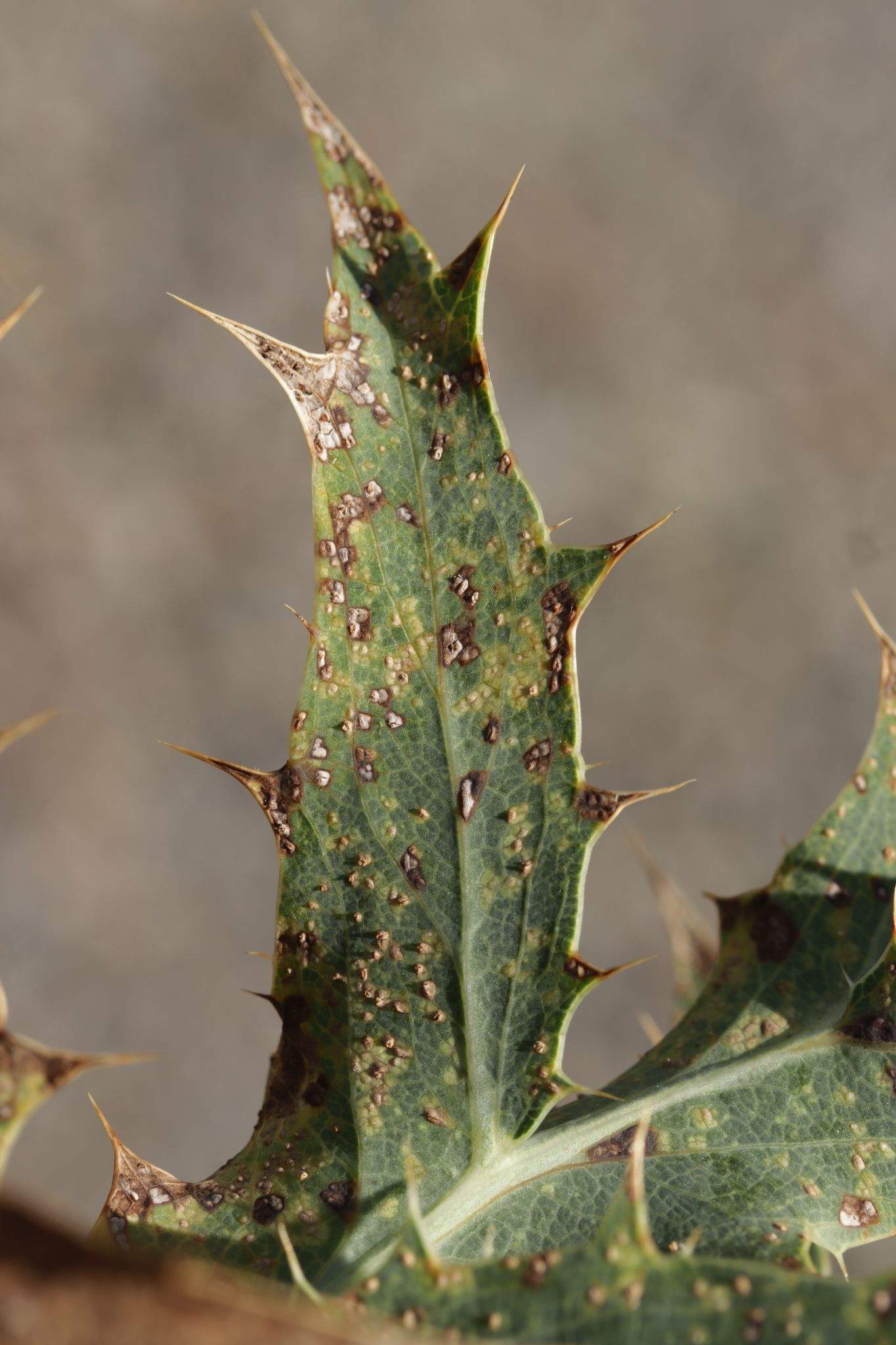 Entyloma eryngii