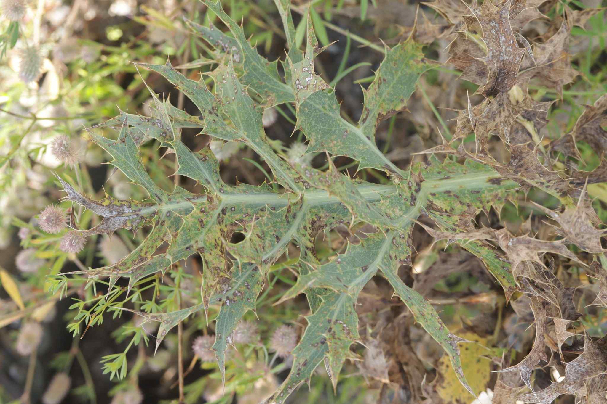 Entyloma eryngii