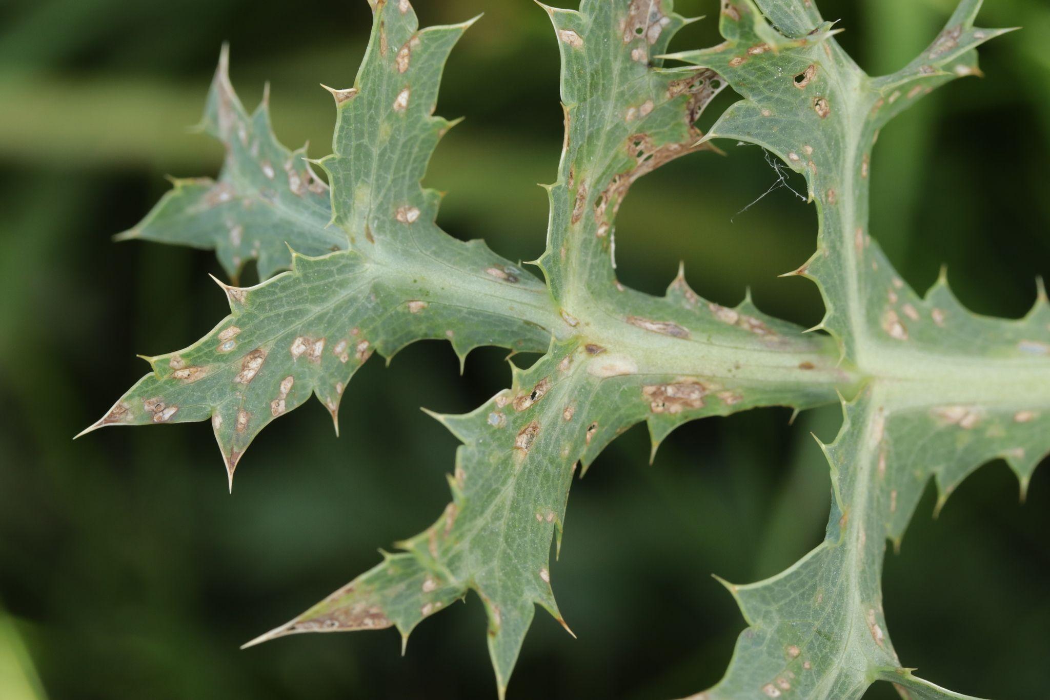 Entyloma eryngii