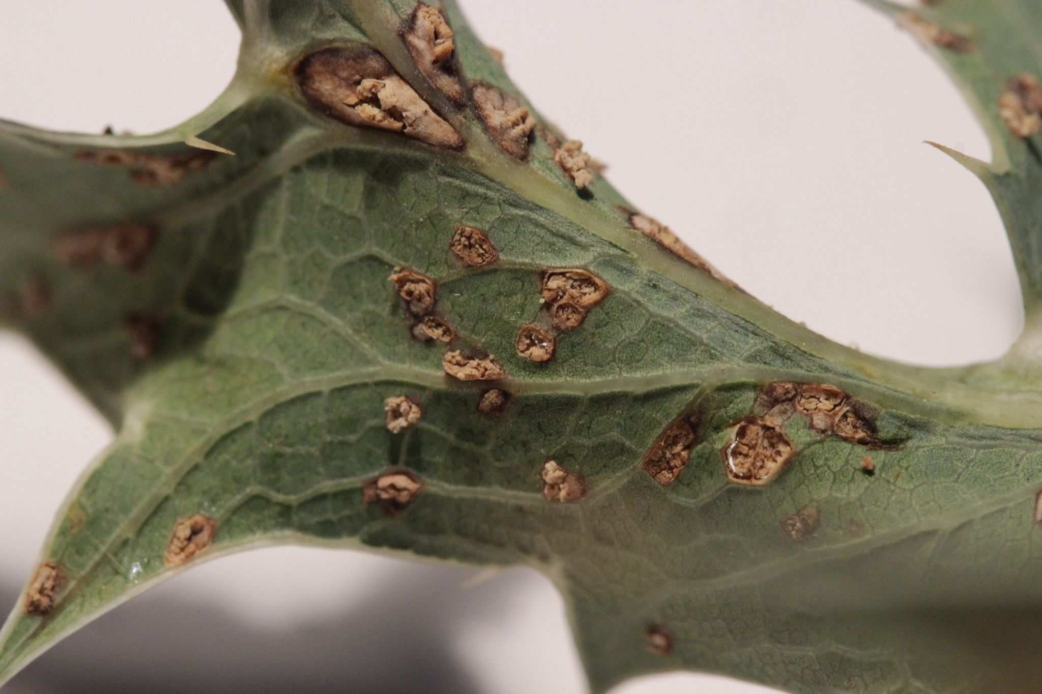 Entyloma eryngii