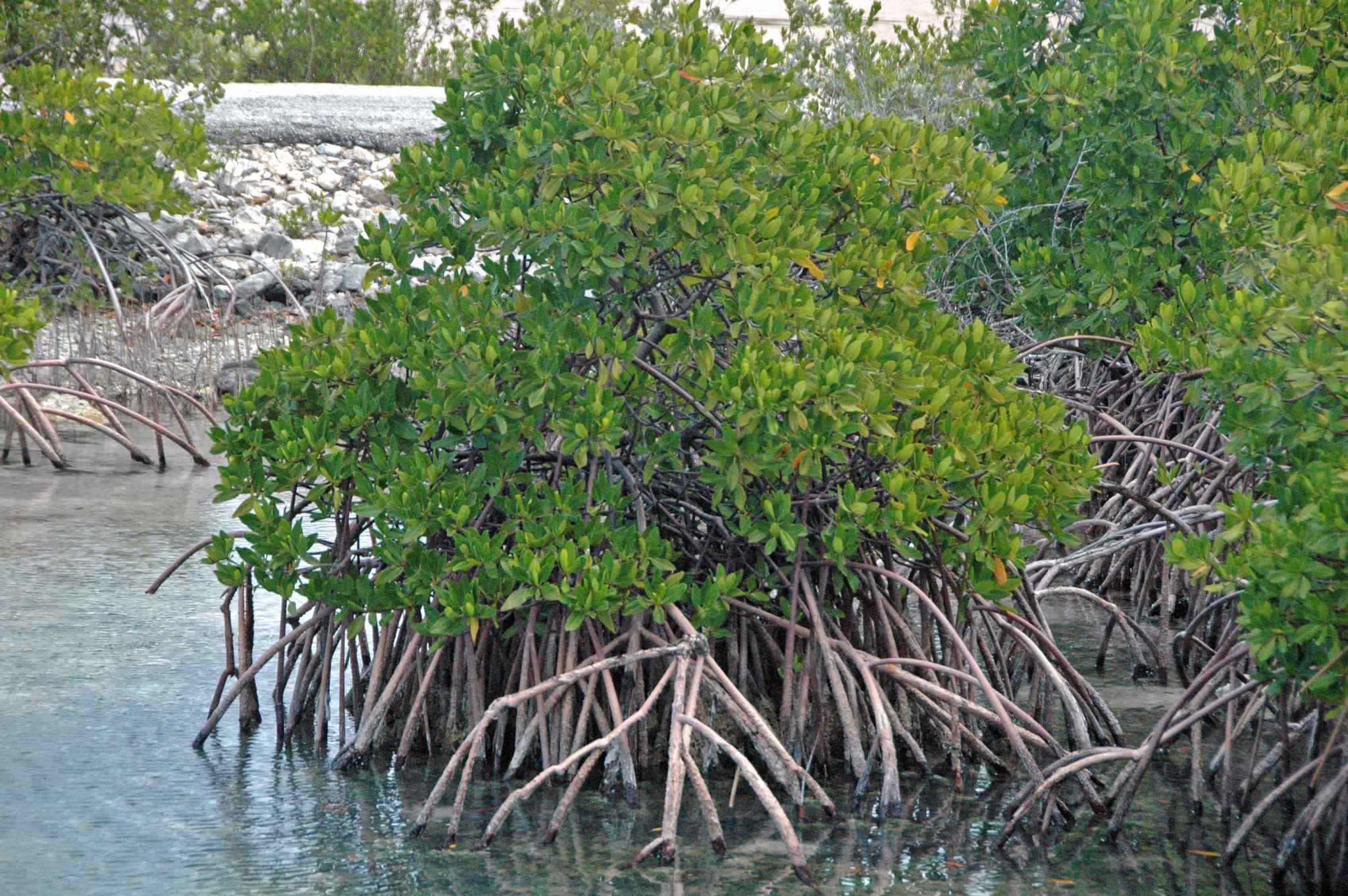 Rhizophora mangle